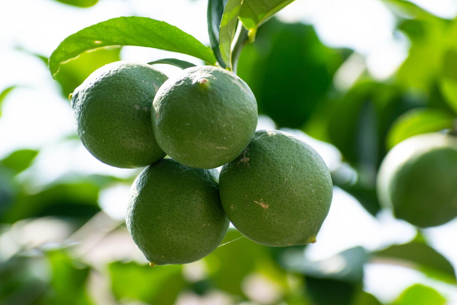 Nikon D3300 sample photo. Lemon, green, unripe photography