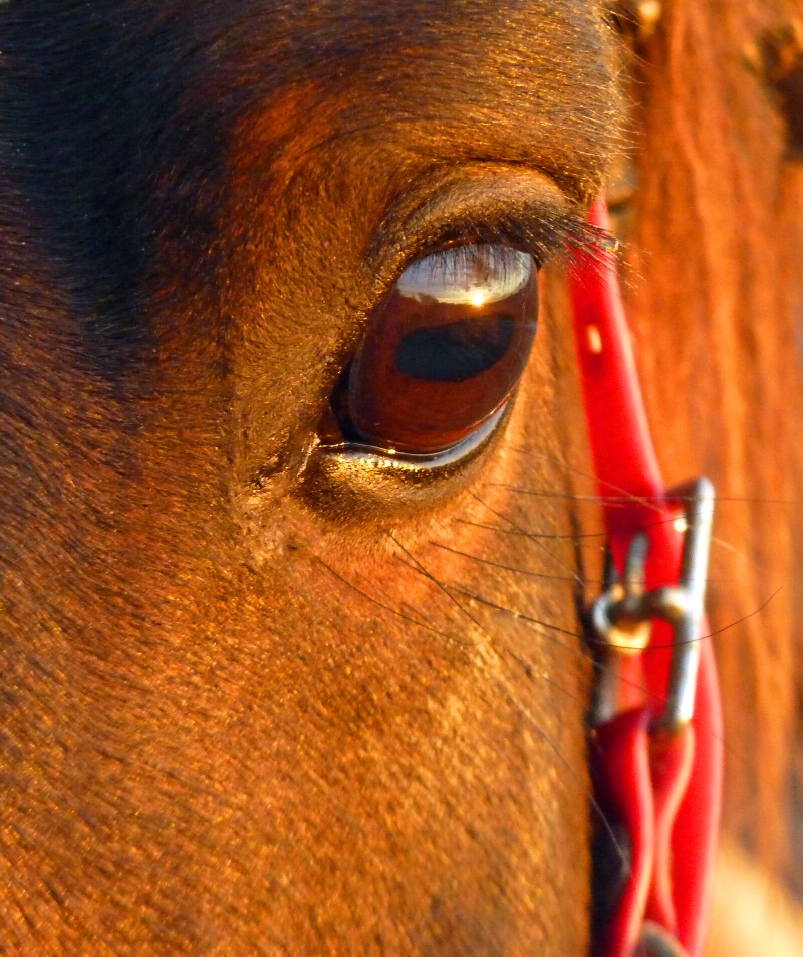 Panasonic Lumix DMC-FZ35 (Lumix DMC-FZ38) sample photo. Horse, pure arab blood photography