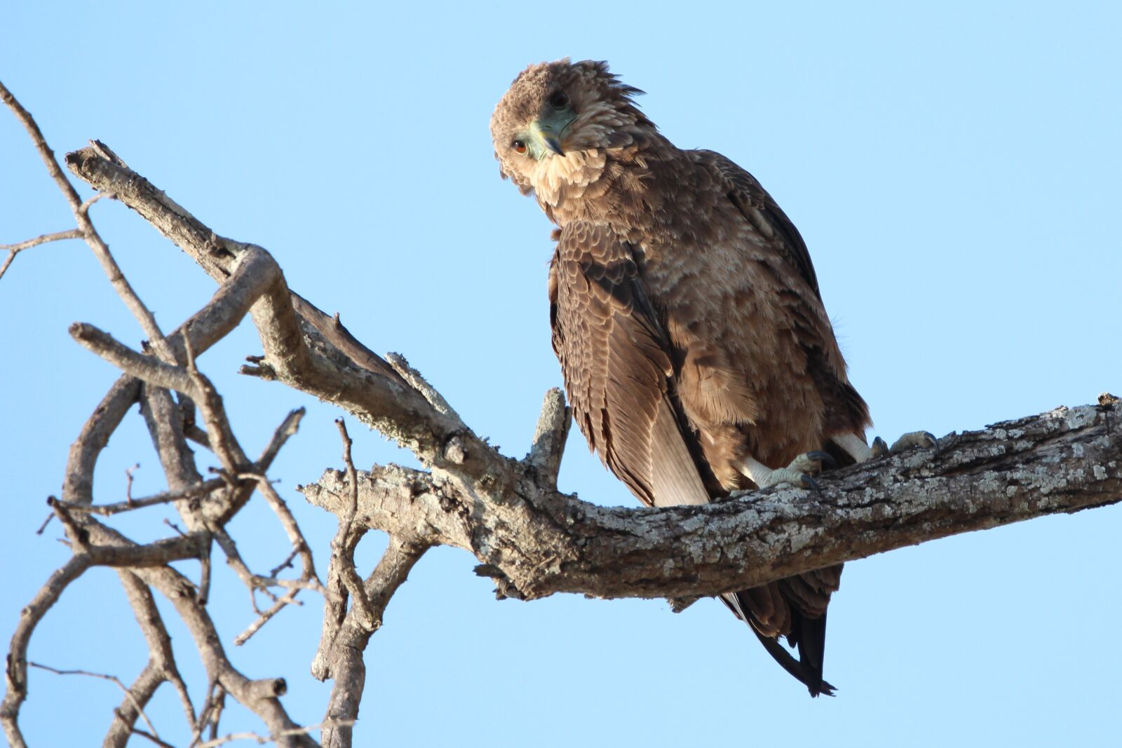 150-600mm F5-6.3 DG OS HSM | Contemporary 015 sample photo. Raptor, bird, africa photography