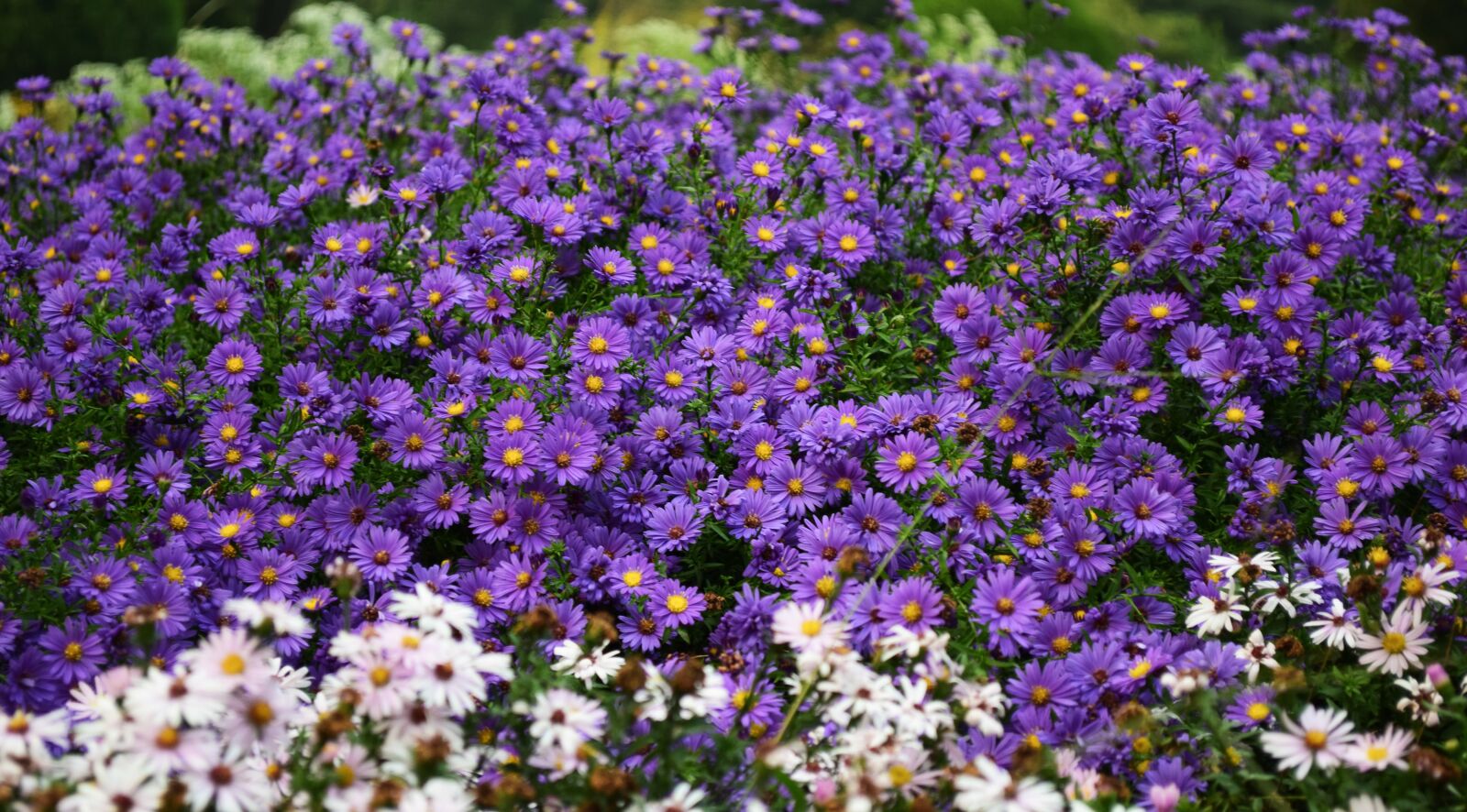 Nikon D5300 sample photo. Blooming, bright, colors photography