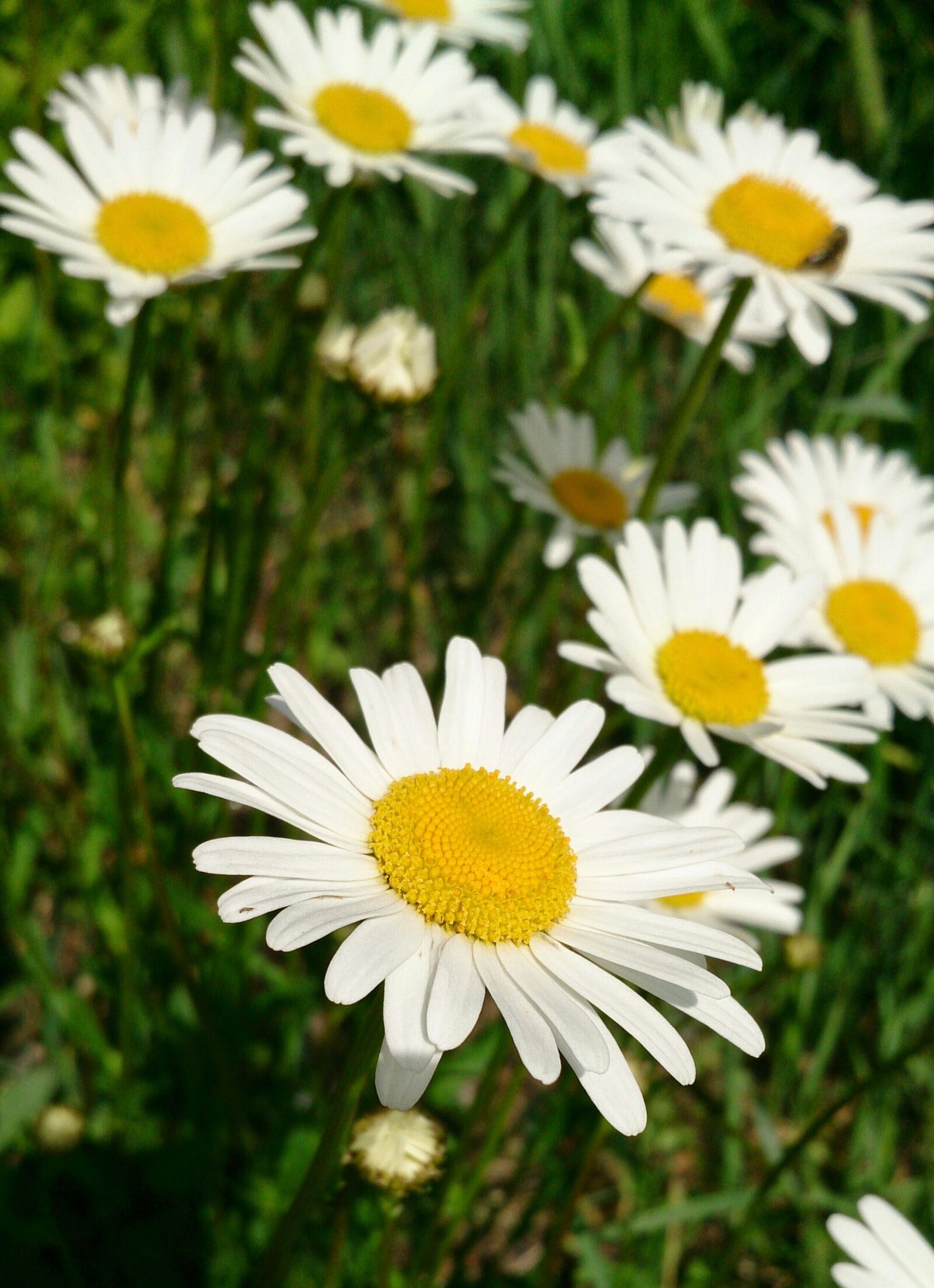 Sony Xperia Z sample photo. Daisy, flower, summer photography
