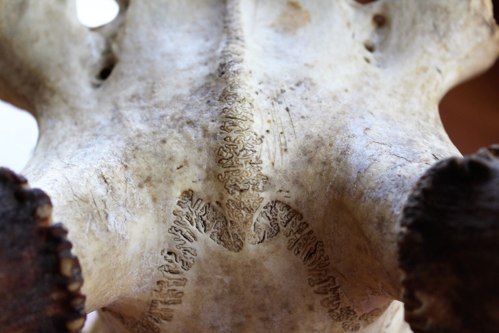 Canon EOS 1300D (EOS Rebel T6 / EOS Kiss X80) sample photo. Skull, antler, horn photography