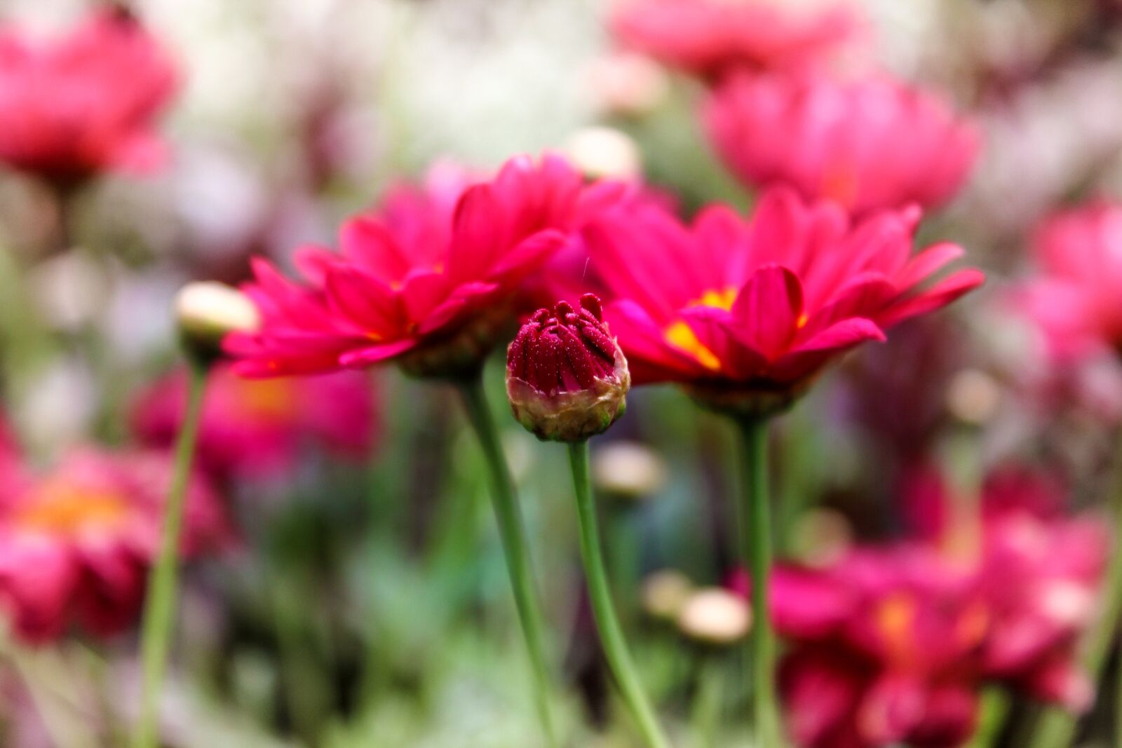 Canon EOS 1300D (EOS Rebel T6 / EOS Kiss X80) sample photo. Flower, red, nature photography