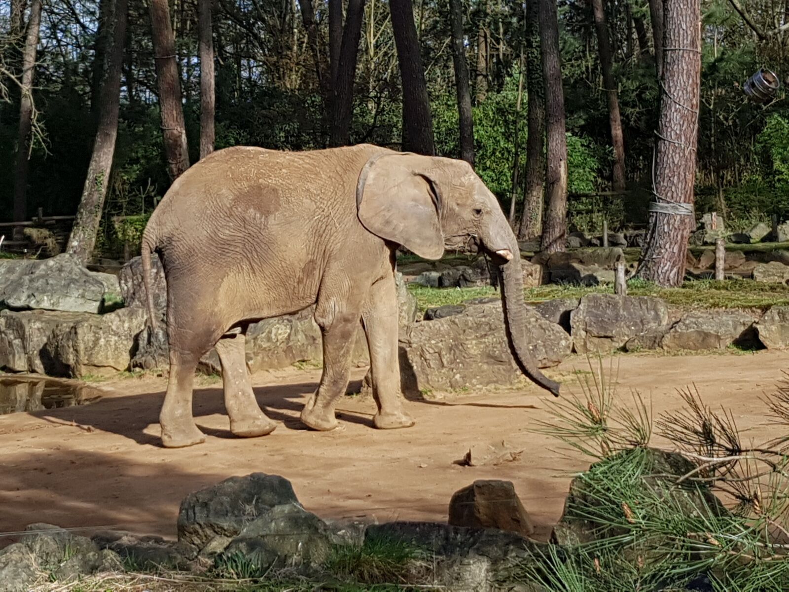 Samsung Galaxy S8 sample photo. Nature, fauna, mammal photography