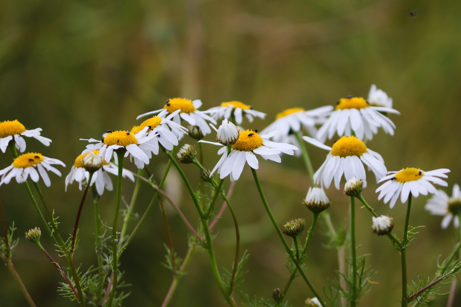 Canon EOS 200D (EOS Rebel SL2 / EOS Kiss X9) sample photo. Chamomile, chamomile blossoms, medicinal photography
