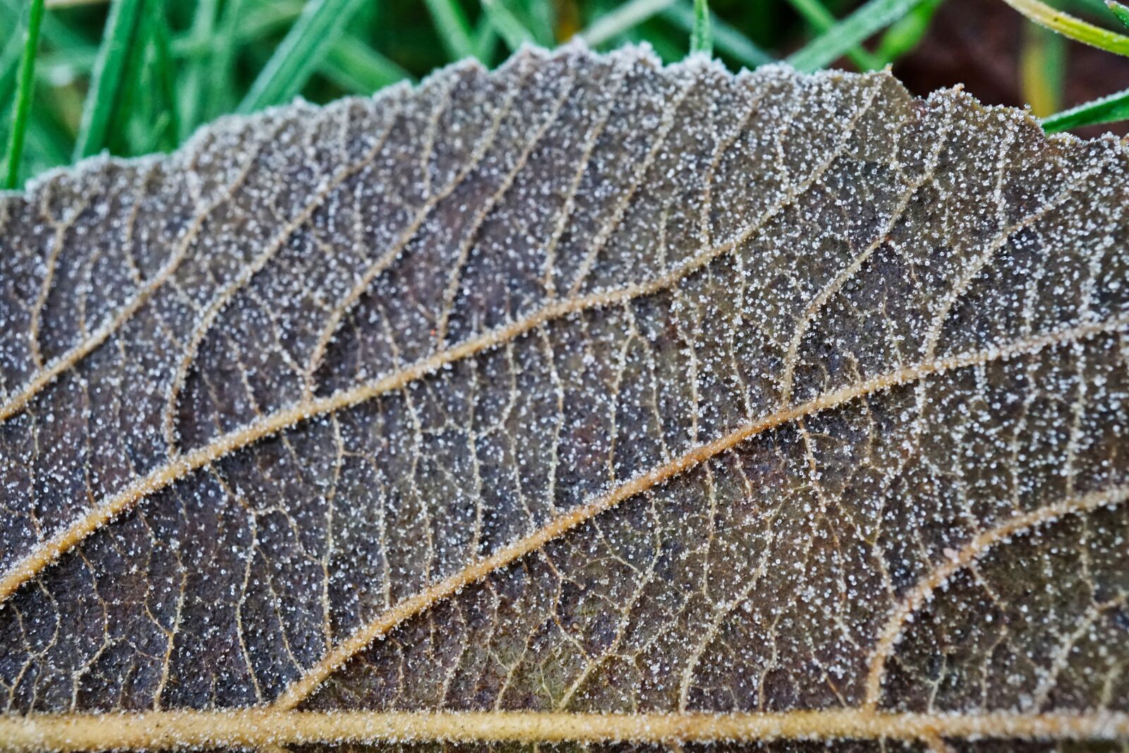 Sony a5100 + Sony E 30mm F3.5 Macro sample photo. Morning, frost, frosty photography