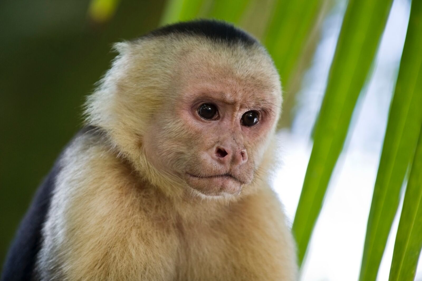 Nikon D3S sample photo. Monkey, primates, capuchin photography