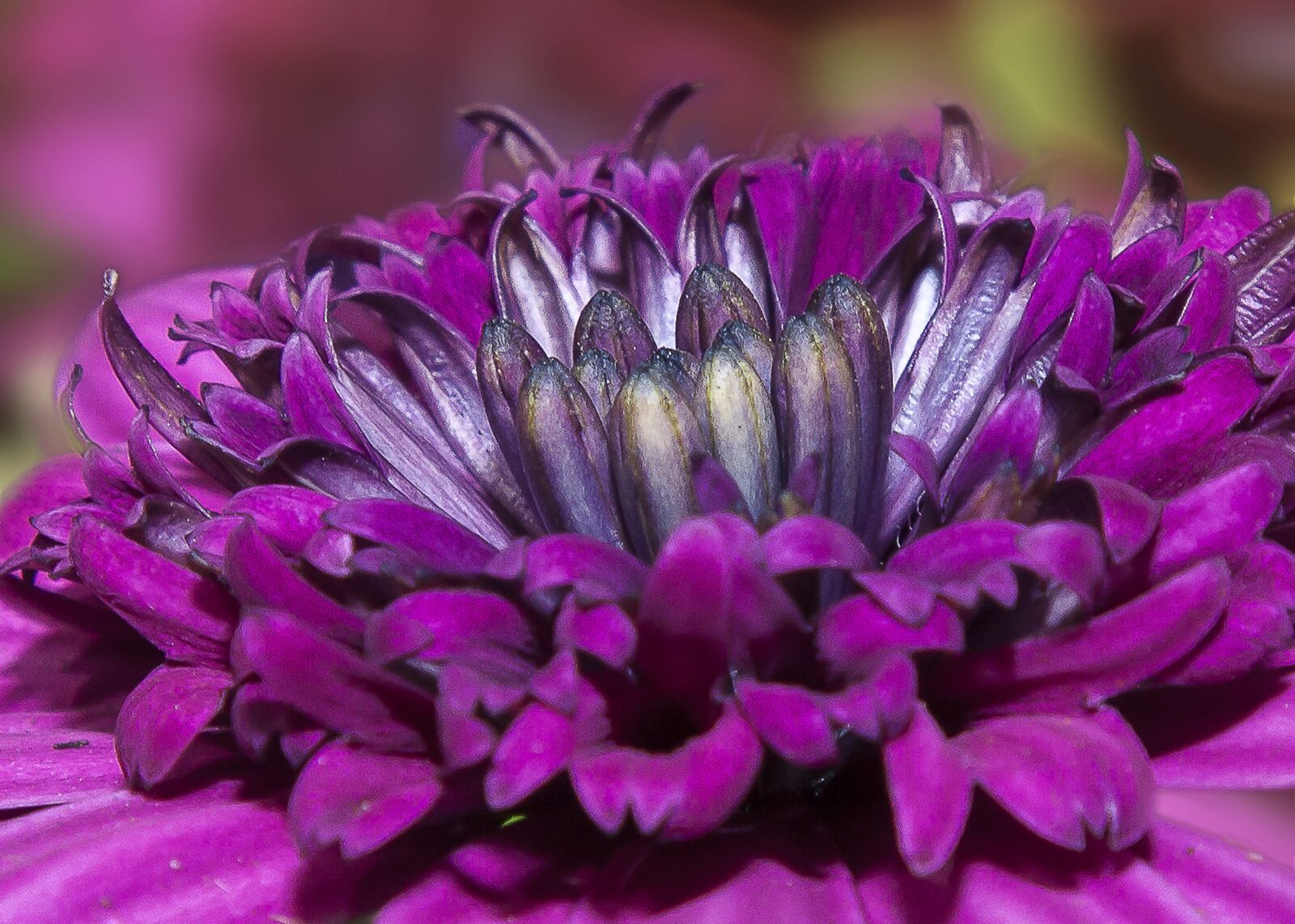 Canon EOS 50D + Canon EF 24-105mm F4L IS USM sample photo. Gazanie, flower, blossom photography