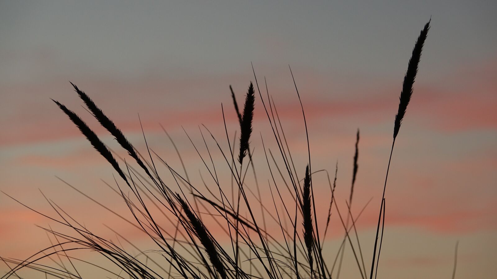 Sony Cyber-shot DSC-RX10 III sample photo. Nature, reed photography