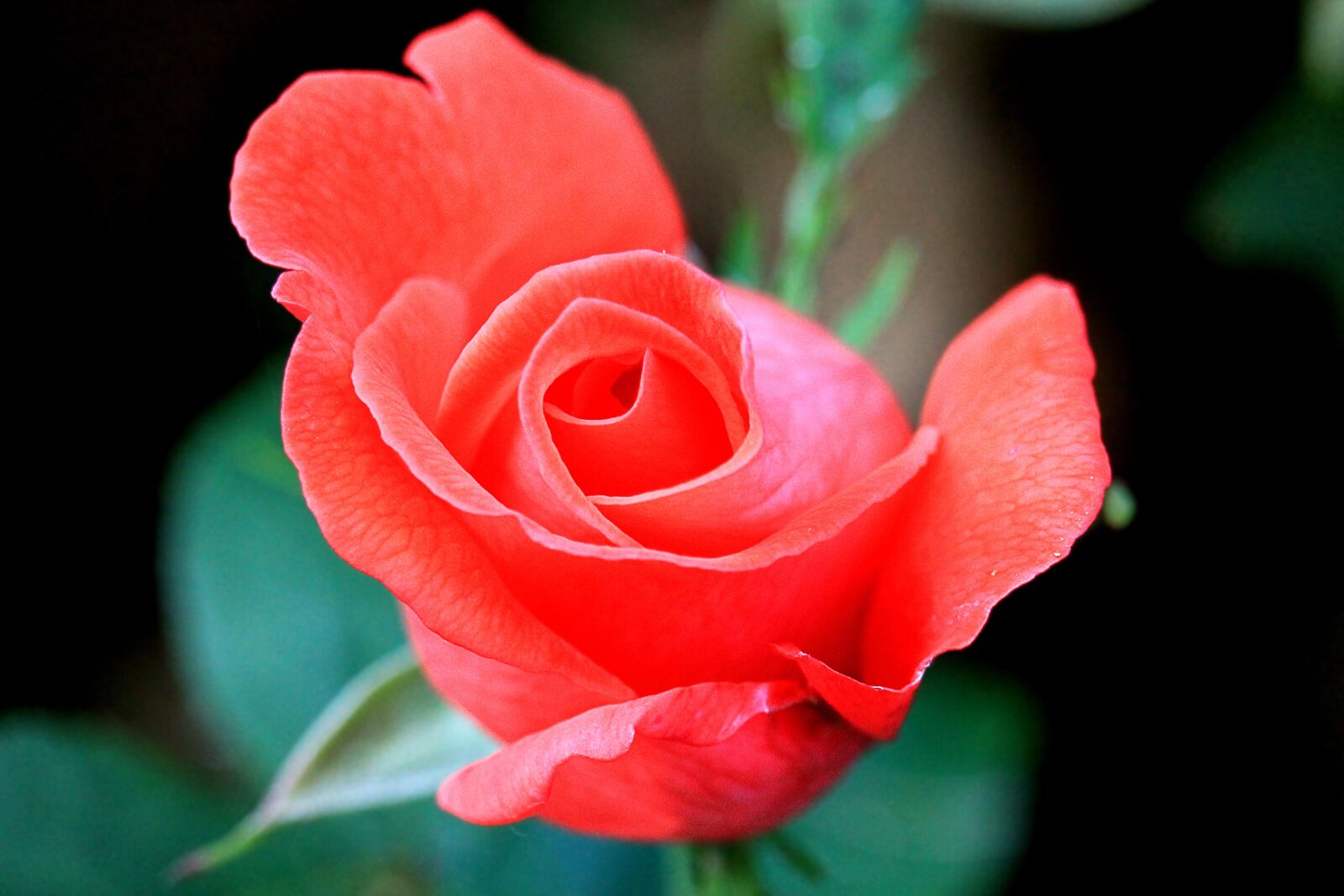 Canon EF-S 55-250mm F4-5.6 IS STM sample photo. Rose, garden, pink photography