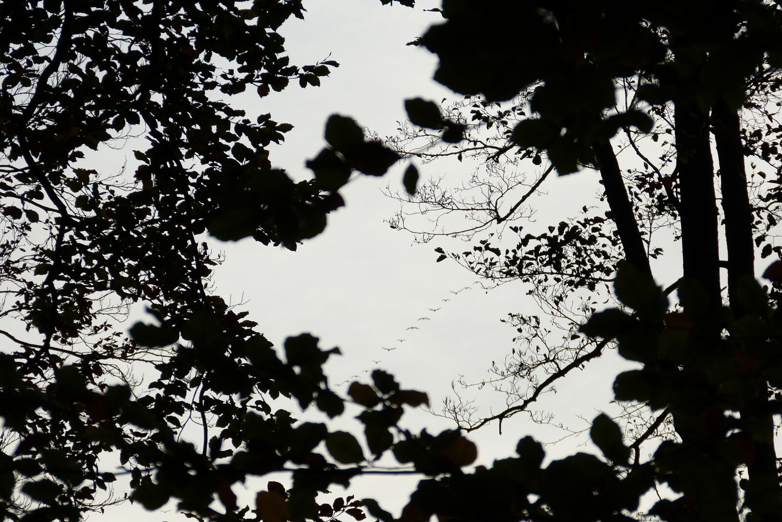 Panasonic Lumix DMC-FZ150 sample photo. Geese, flight, black white photography