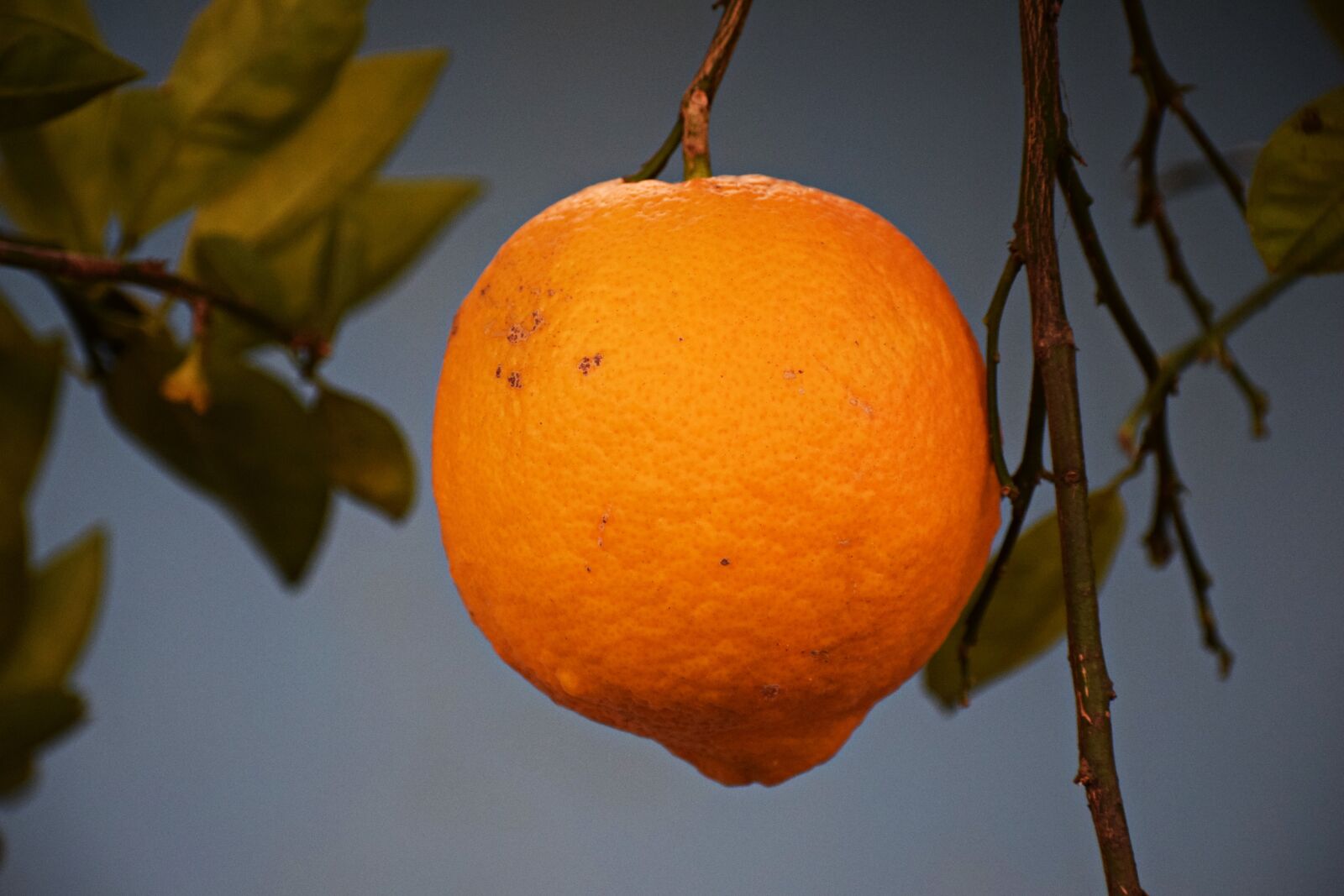 Nikon D3300 sample photo. Orange, fruit, citrus photography