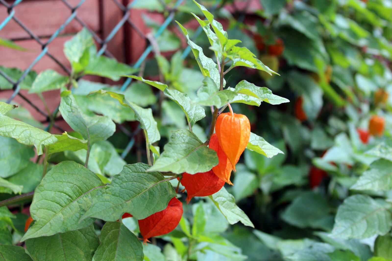 Canon EOS 1200D (EOS Rebel T5 / EOS Kiss X70 / EOS Hi) sample photo. Miechunka rozd ta, plant photography