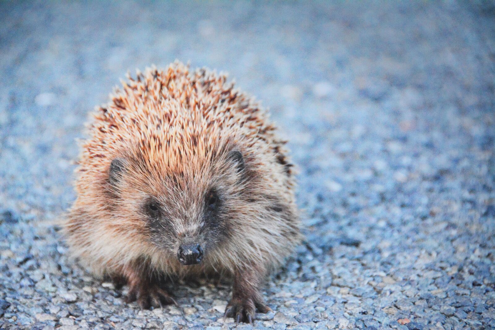Nikon D7100 sample photo. Hedgehog, animal, prickly photography