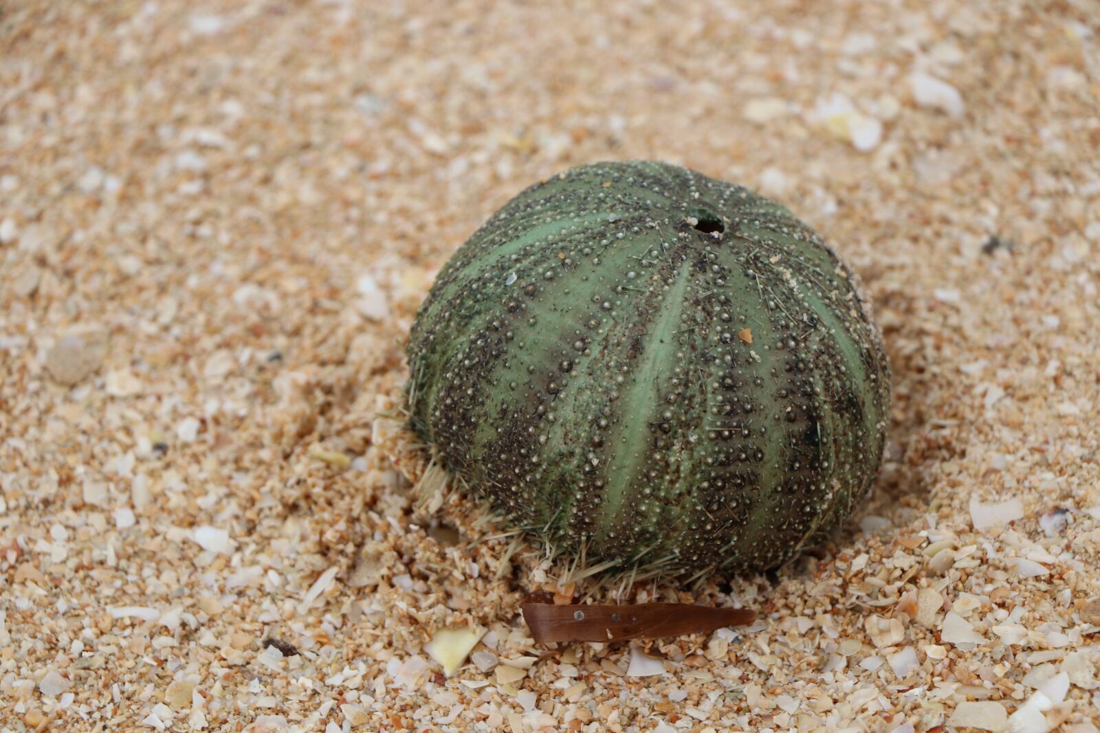 Canon EOS 80D sample photo. Marine, urchin, urcheon photography
