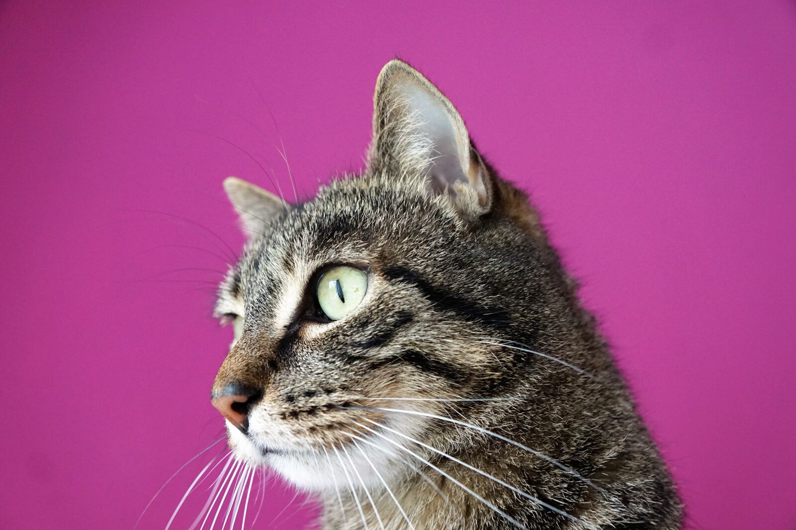 Sony ILCA-77M2 + Sony DT 16-50mm F2.8 SSM sample photo. Cat, mieze, animals photography