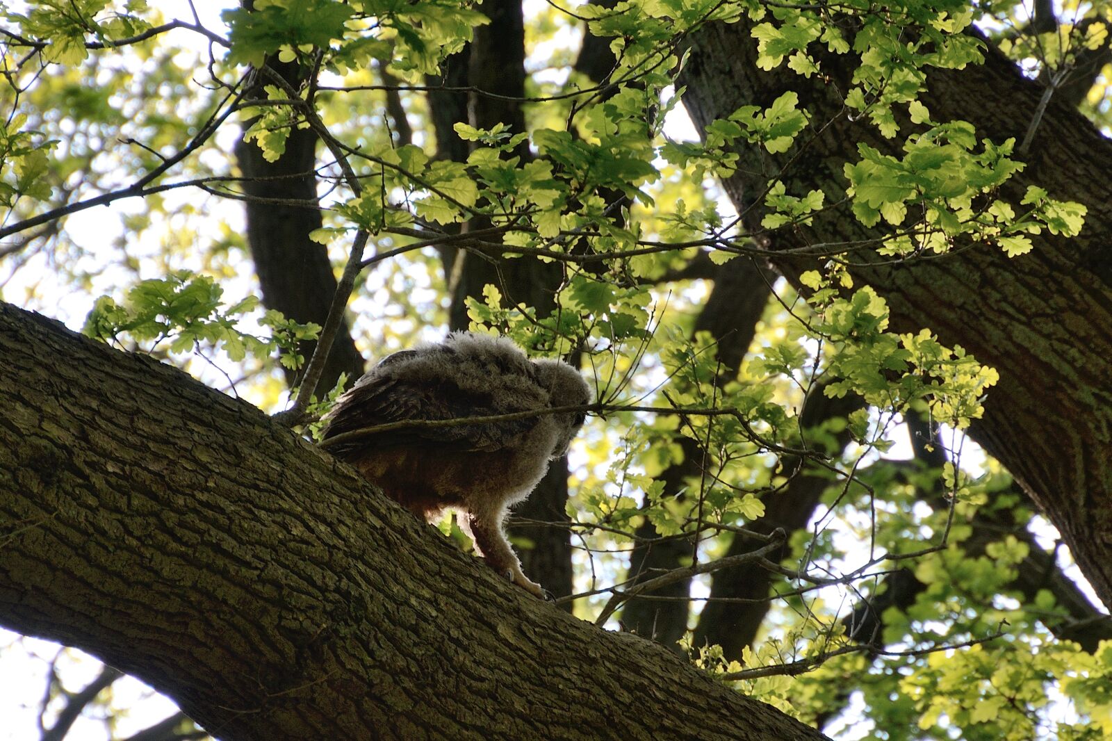 Nikon D7000 sample photo. Eagle owl, young bird photography