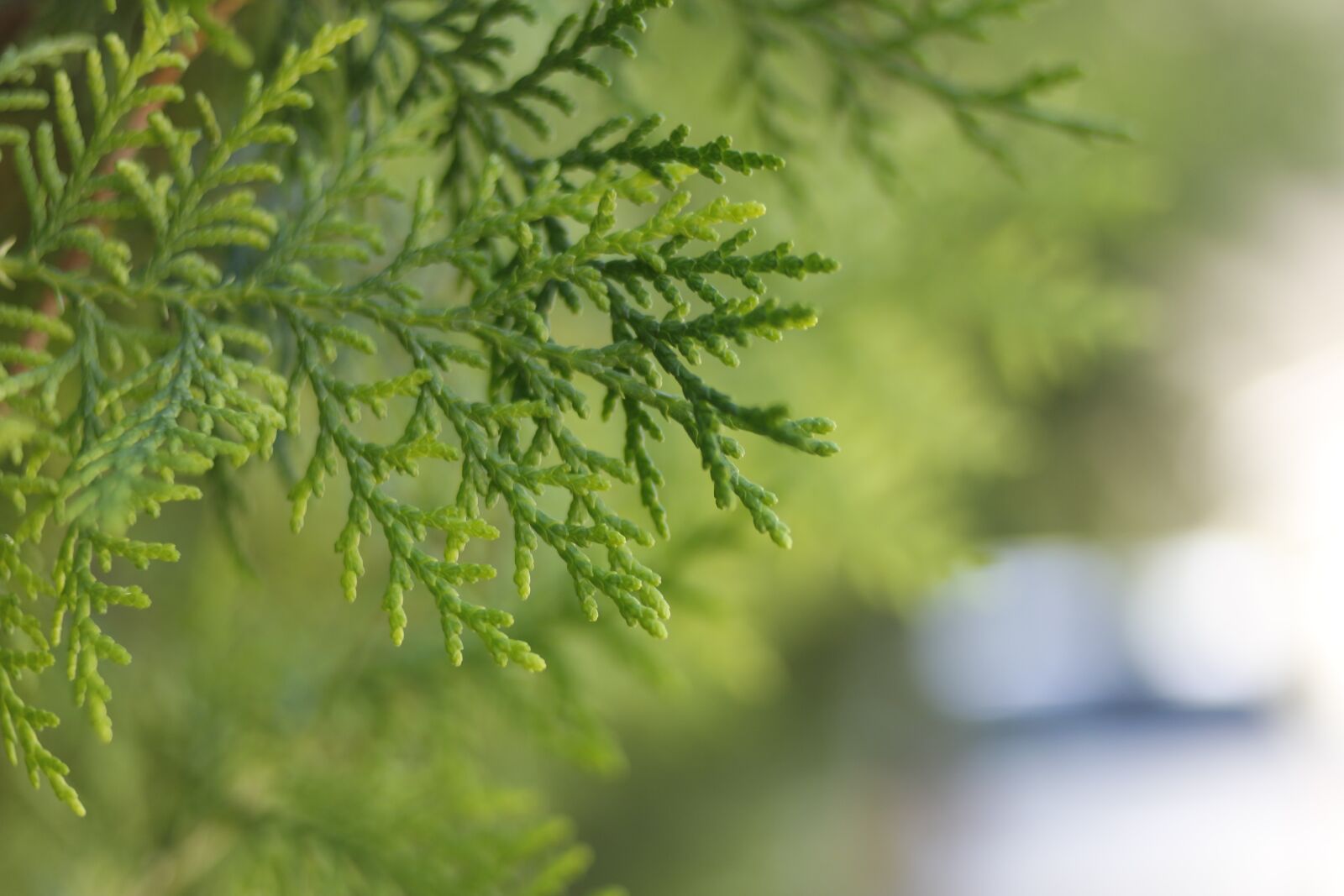 Canon EF 35mm F2 sample photo. Thuja, conifer, trees photography