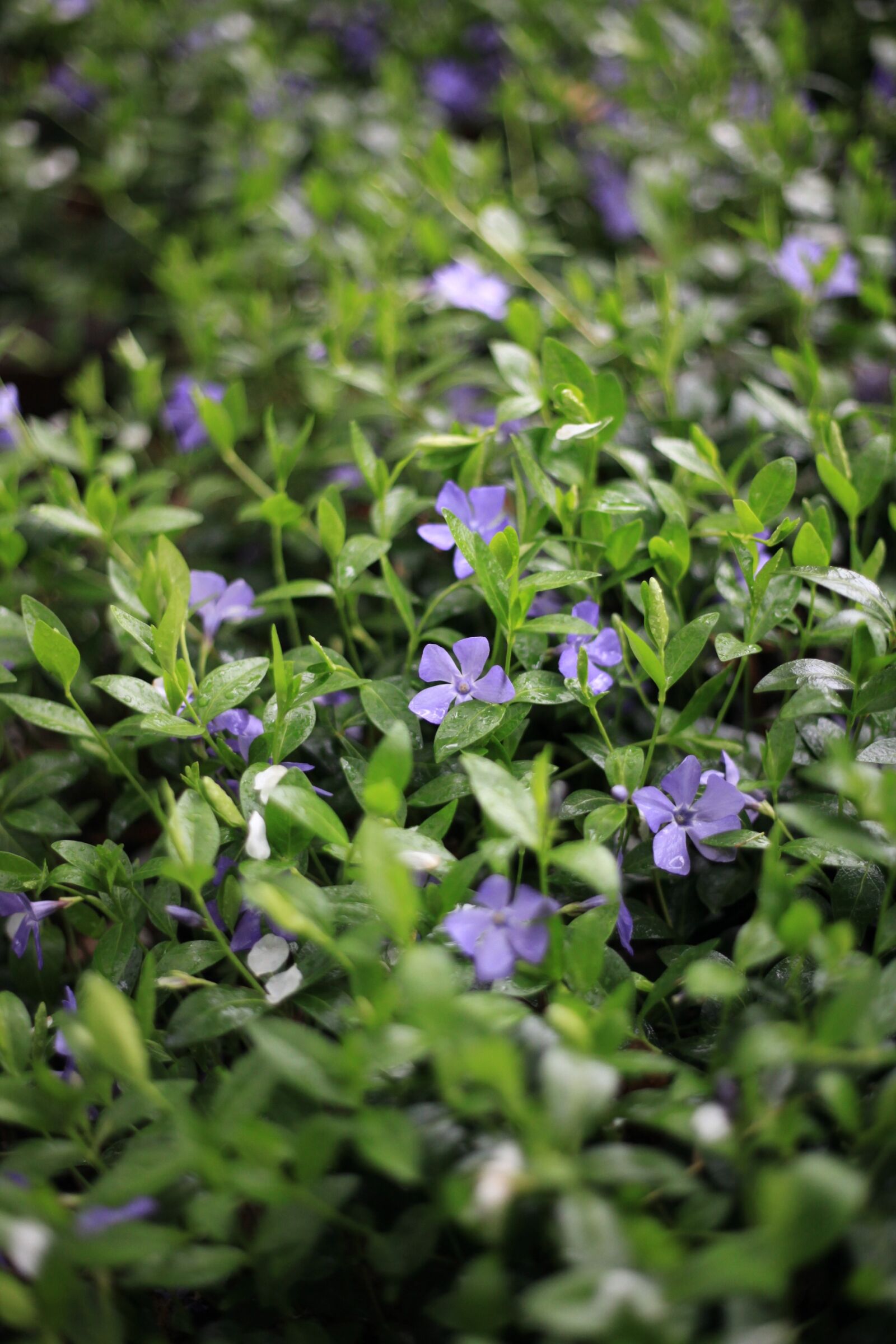 Canon EOS 5D Mark II sample photo. Periwinkle, herb, purple photography