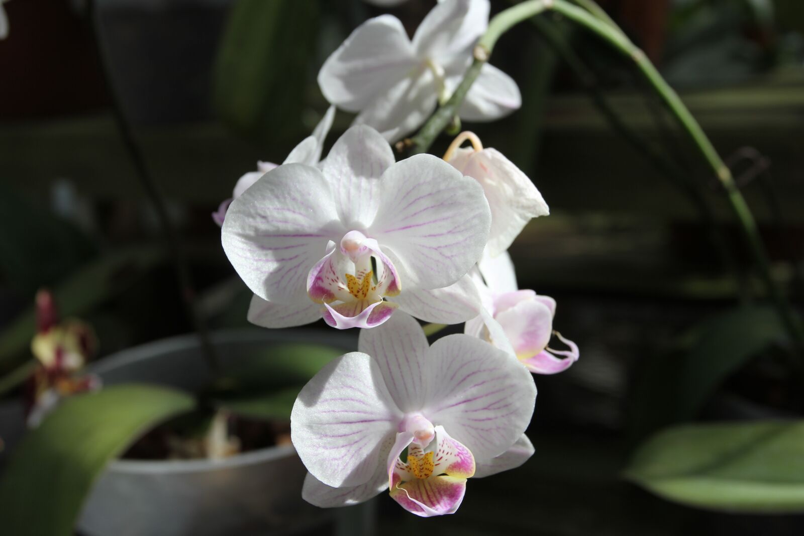Canon EF 17-40mm F4L USM sample photo. Orchid, flowers, bloom photography
