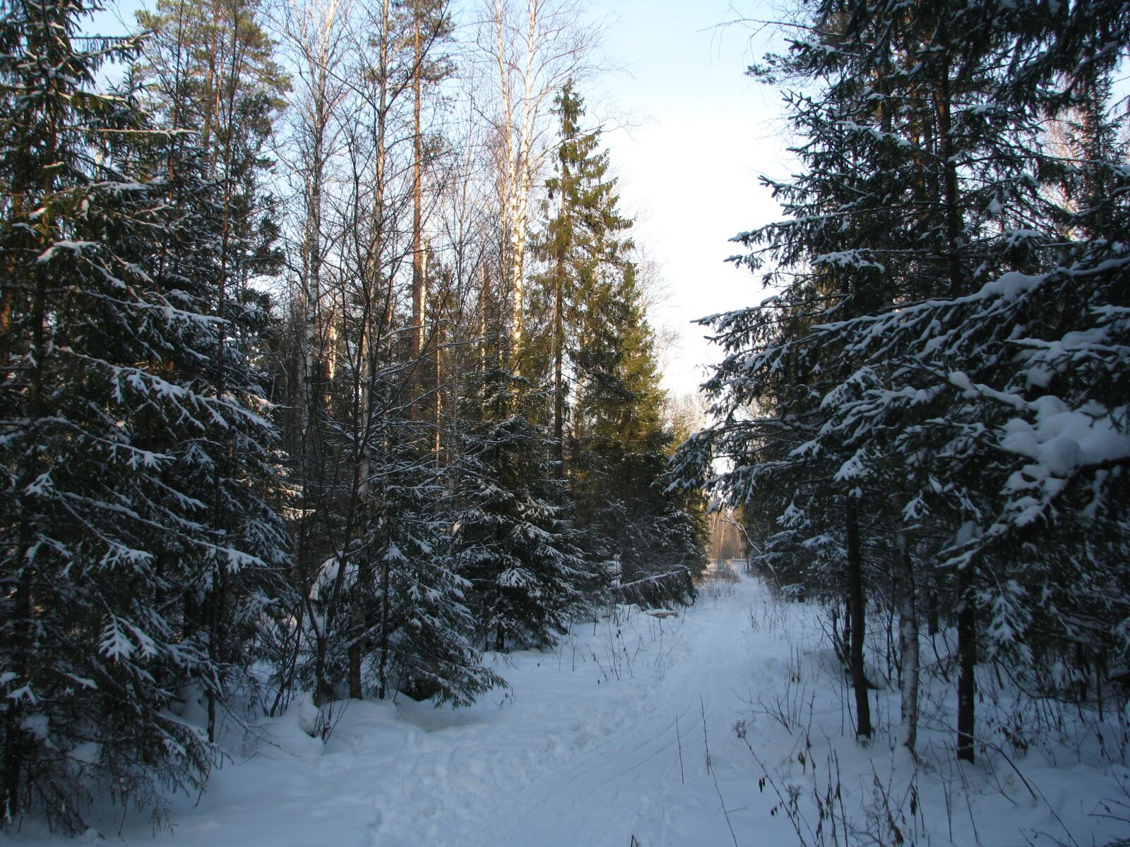 Хвойный лес в Подмосковье зимой