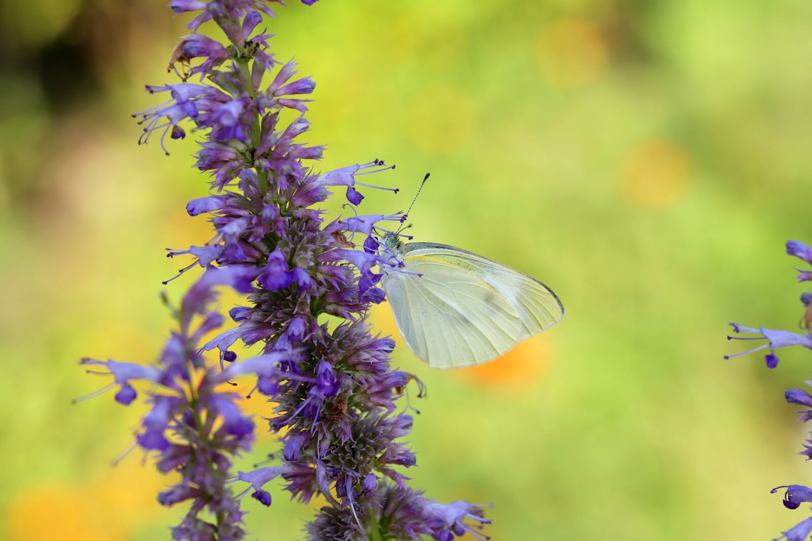Canon EOS 6D Mark II sample photo. Butterfly, garden, flowers photography