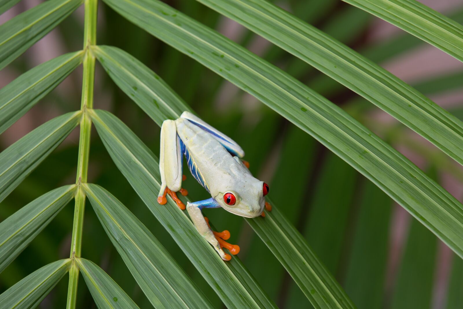 Canon EF 70-200mm F2.8L IS II USM sample photo. Red-eyed tree frog, agalychnis photography