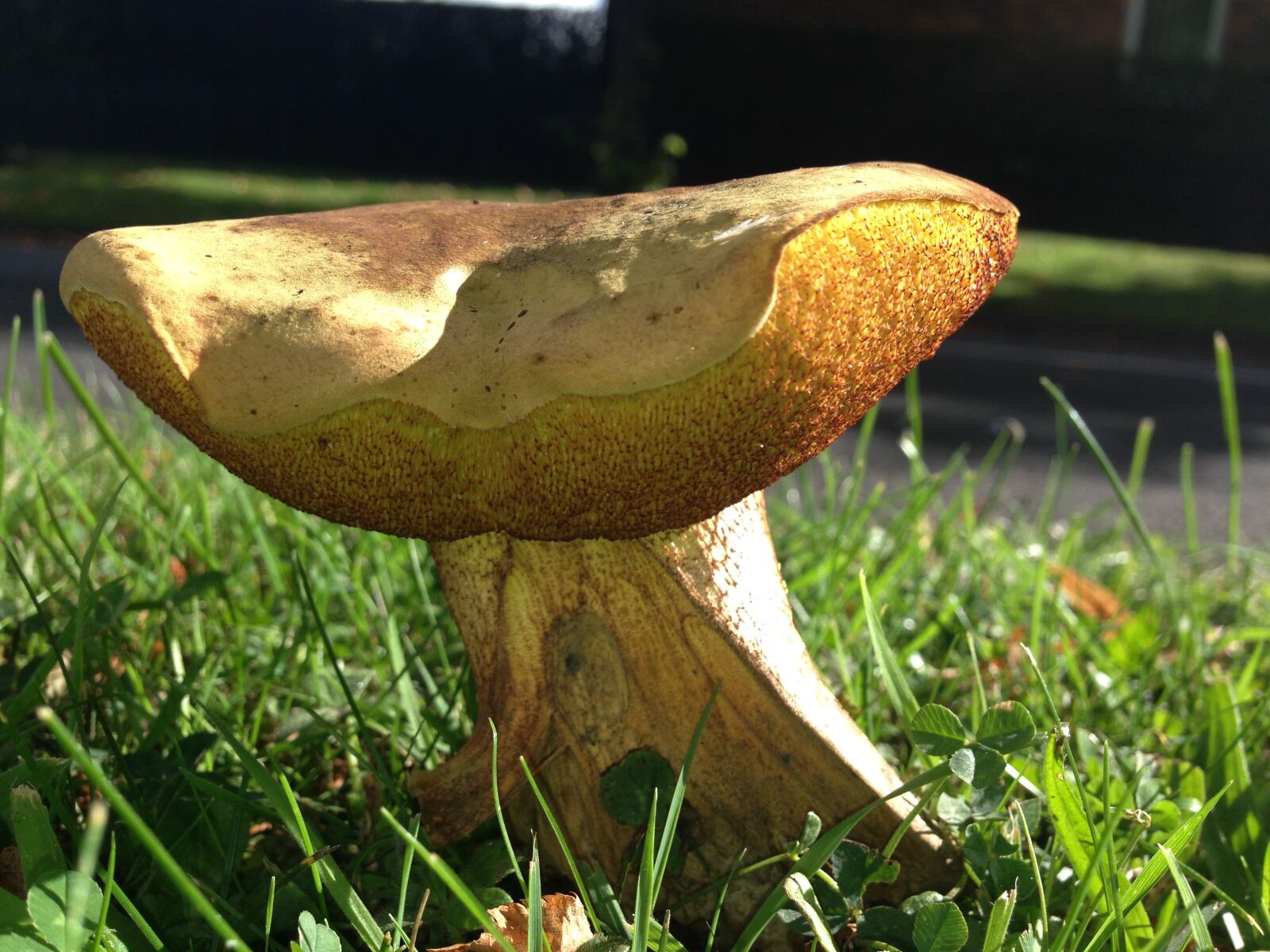 iPhone 5 back camera 4.12mm f/2.4 sample photo. Mushroom, grass, closeup photography