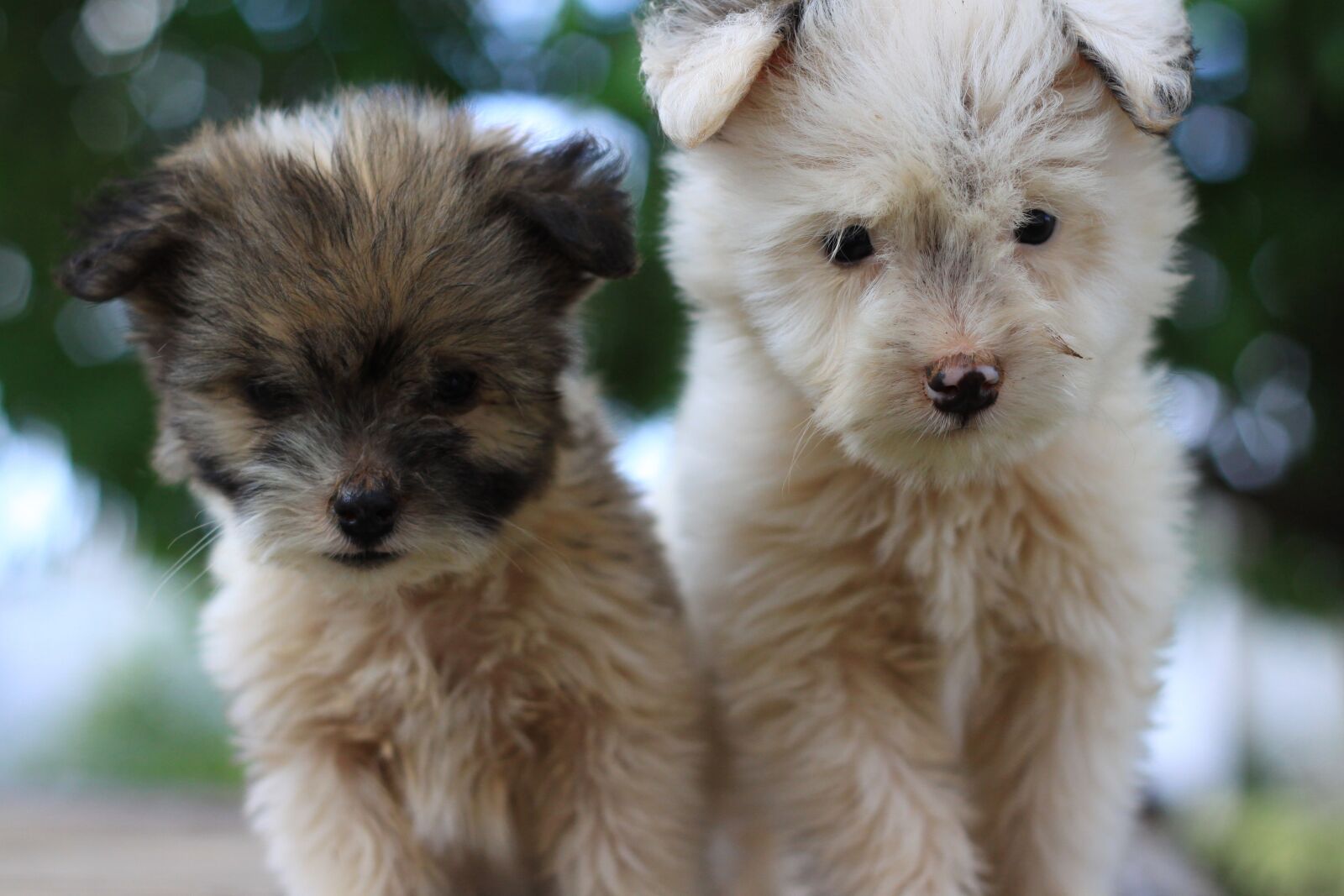 Canon EOS 50D sample photo. Dog, pet, cute photography