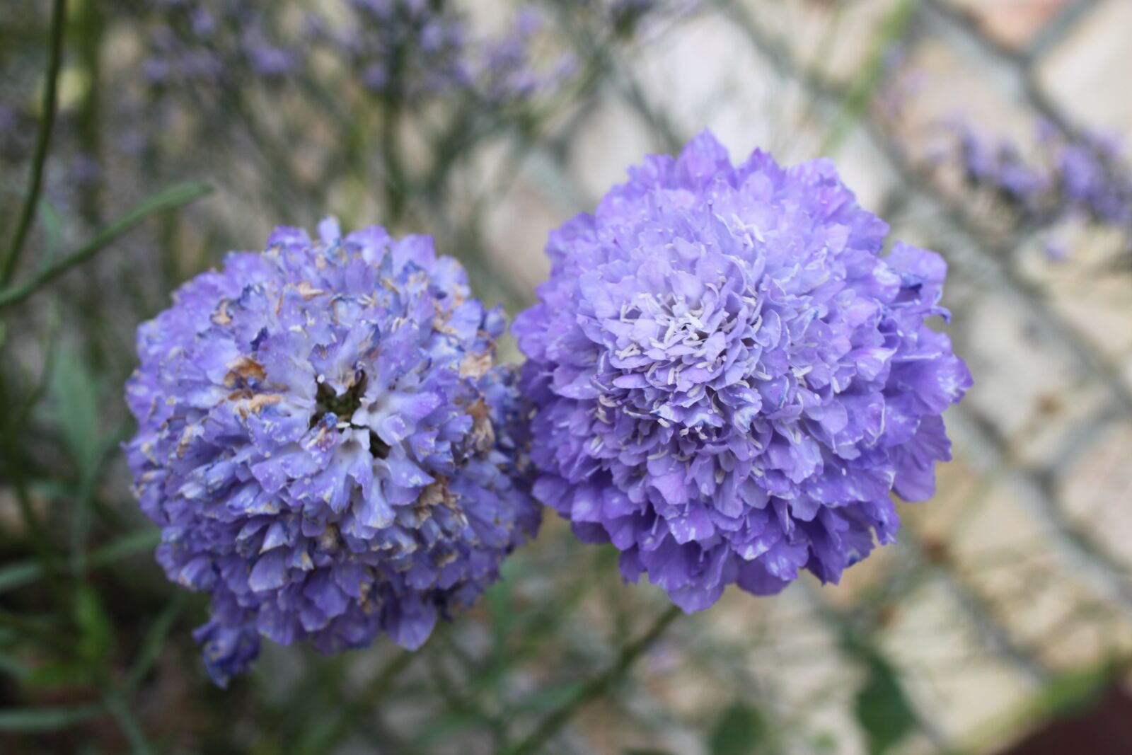 Canon EOS 500D (EOS Rebel T1i / EOS Kiss X3) sample photo. Purple, flower, close-up photography