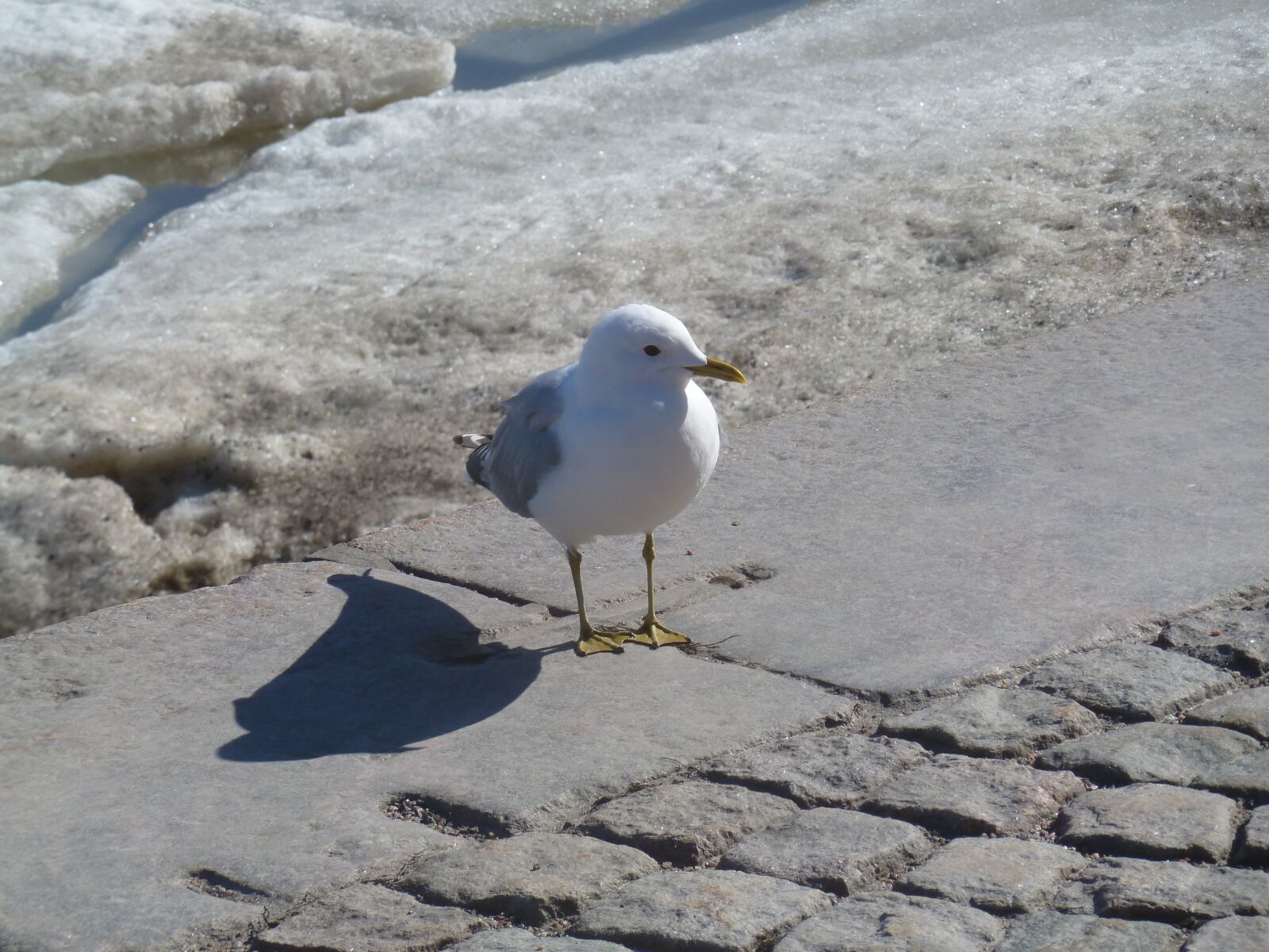 Panasonic Lumix DMC-ZS7 (Lumix DMC-TZ10) sample photo. Seagull, bird, white photography