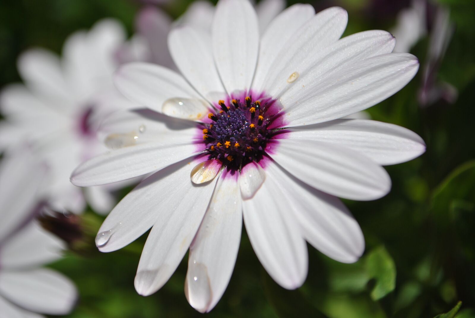 Nikon D3000 sample photo. Flower, garden, drop photography