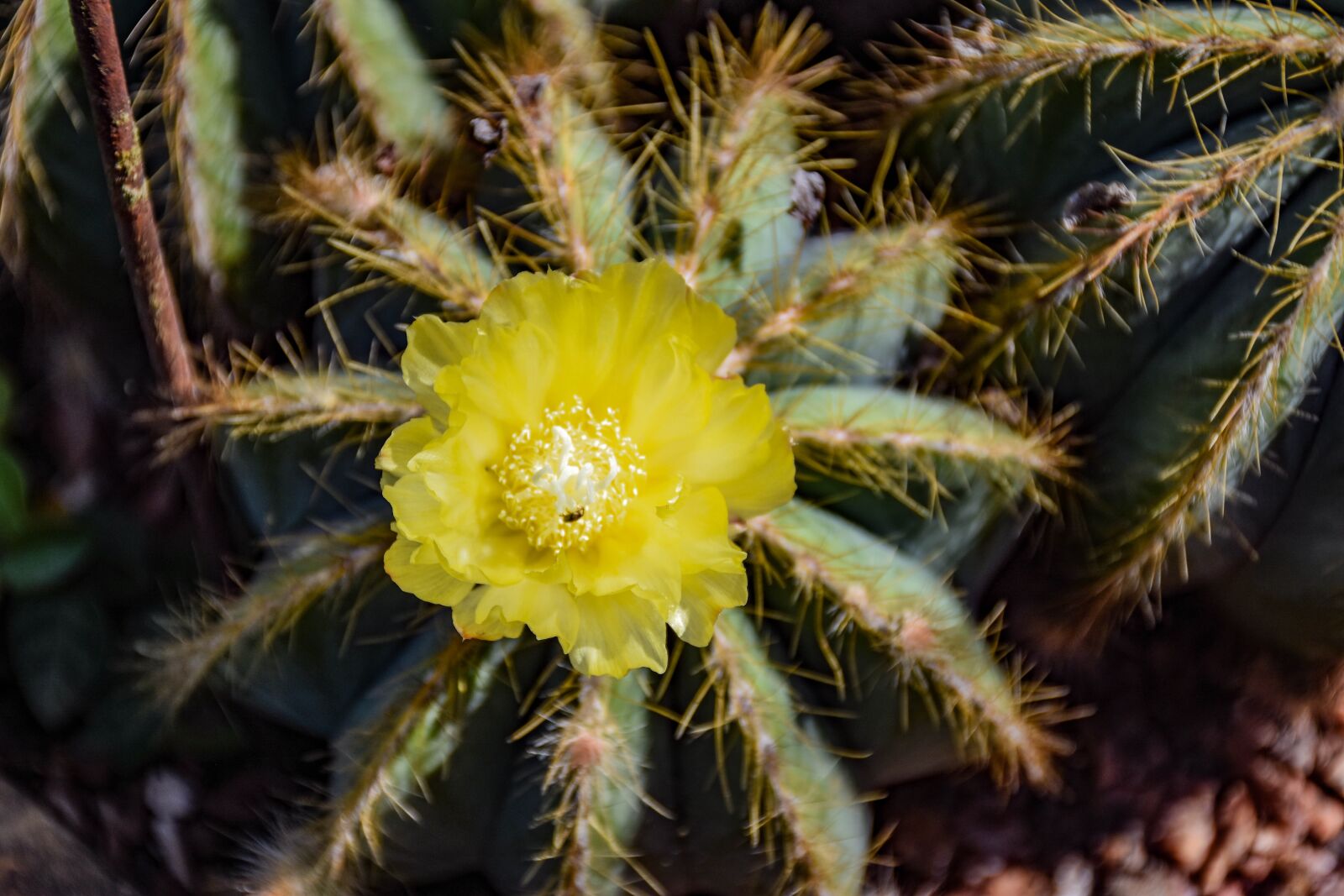 Nikon D7200 sample photo. Cactus, yellow, nature photography
