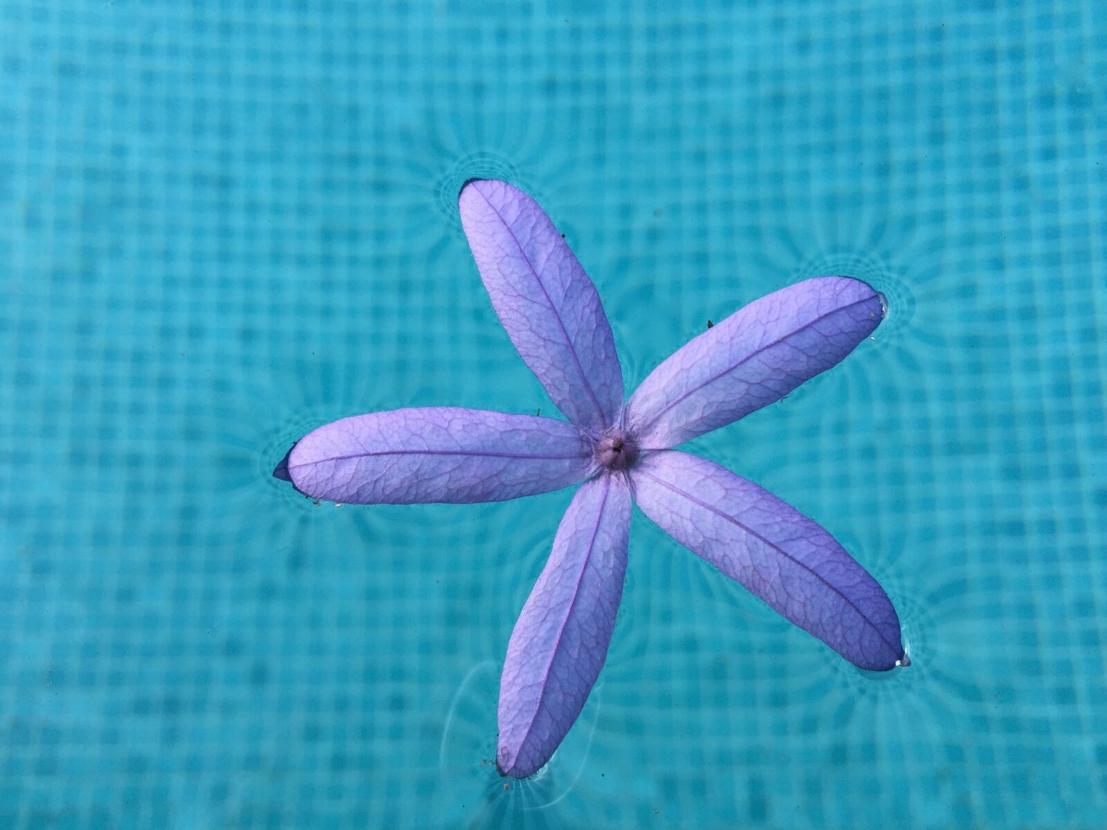 Apple iPhone 6 sample photo. Sandpaper vine, purple leaf photography