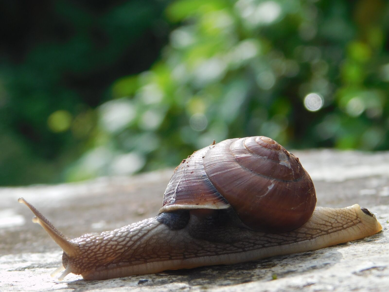 Nikon Coolpix L840 sample photo. Snail, stone, plants photography