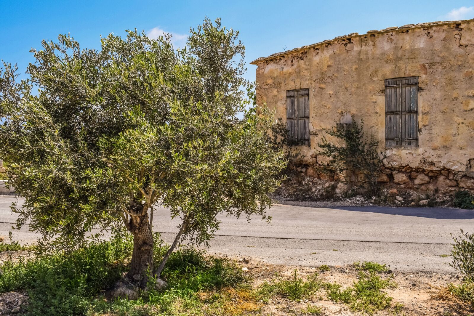 Nikon D3300 sample photo. Olive tree, old house photography