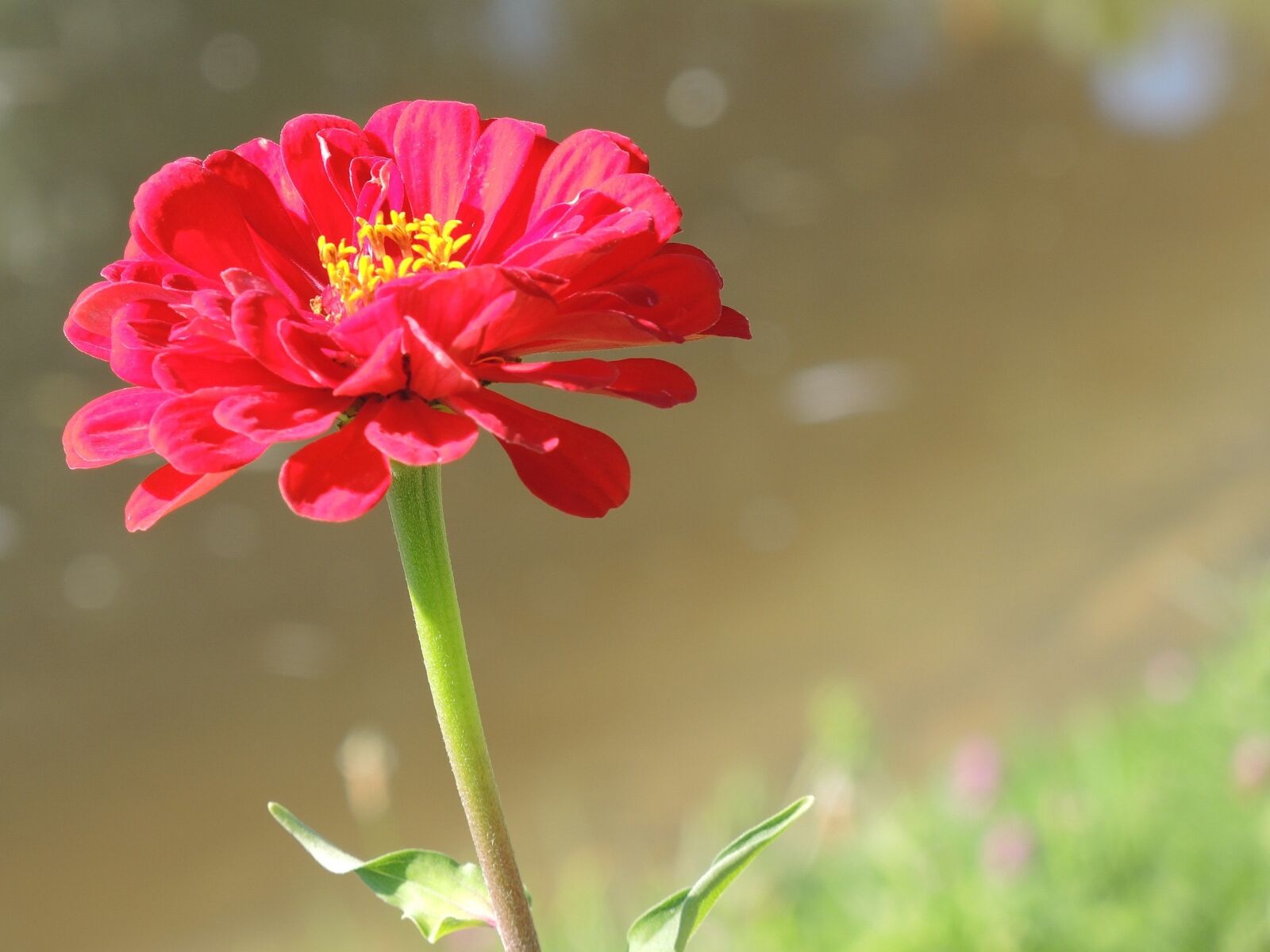 Nikon Coolpix P7800 sample photo. Flower, blossom, red photography
