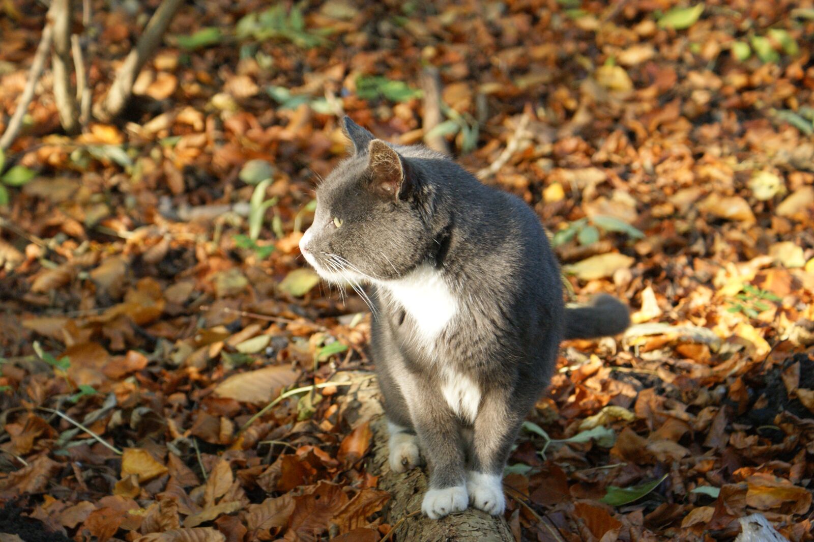 Sony Alpha DSLR-A350 sample photo. Cat, picnic, natural photography