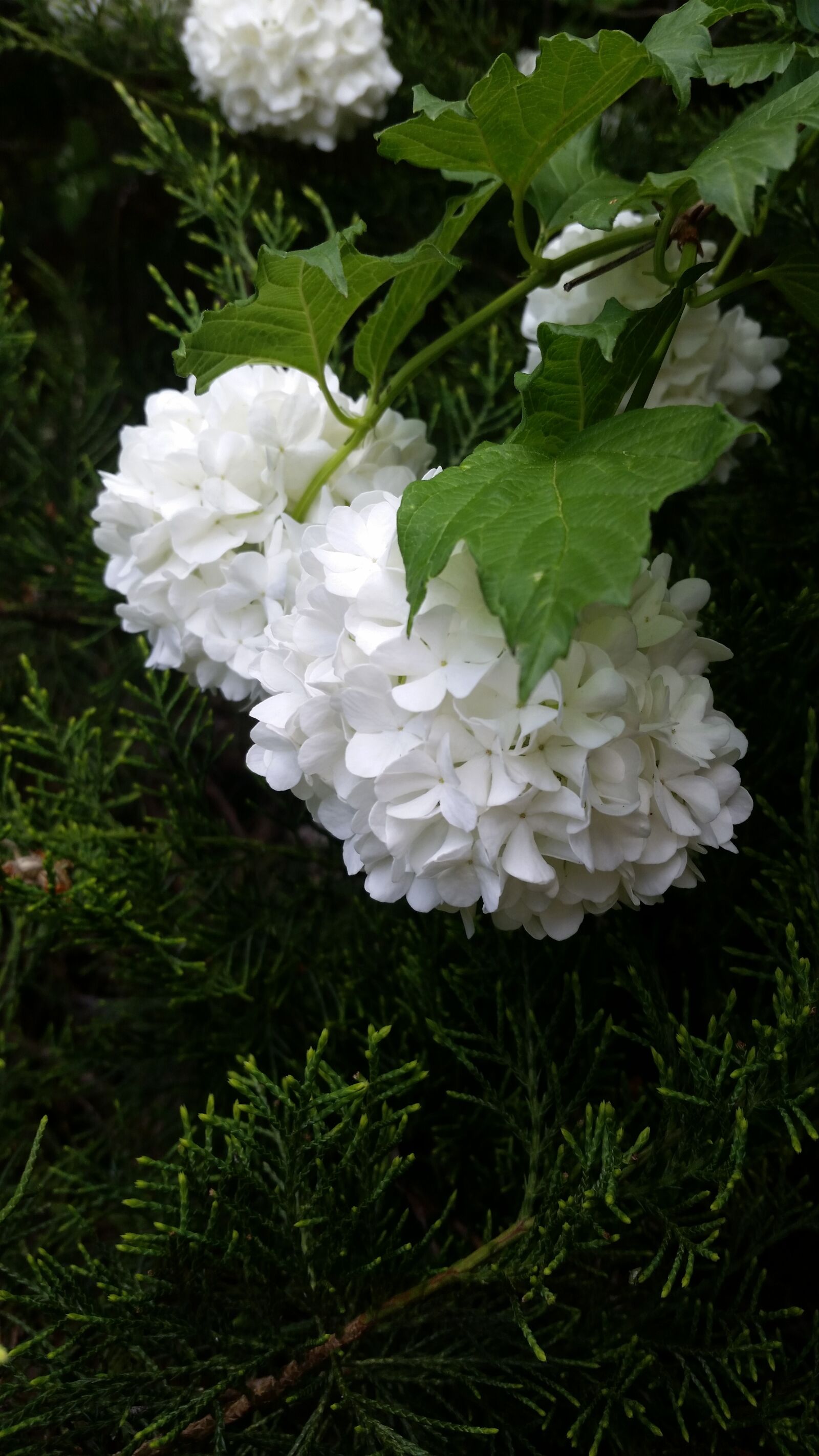 Samsung Galaxy S5 sample photo. White, flowers, desktop photography