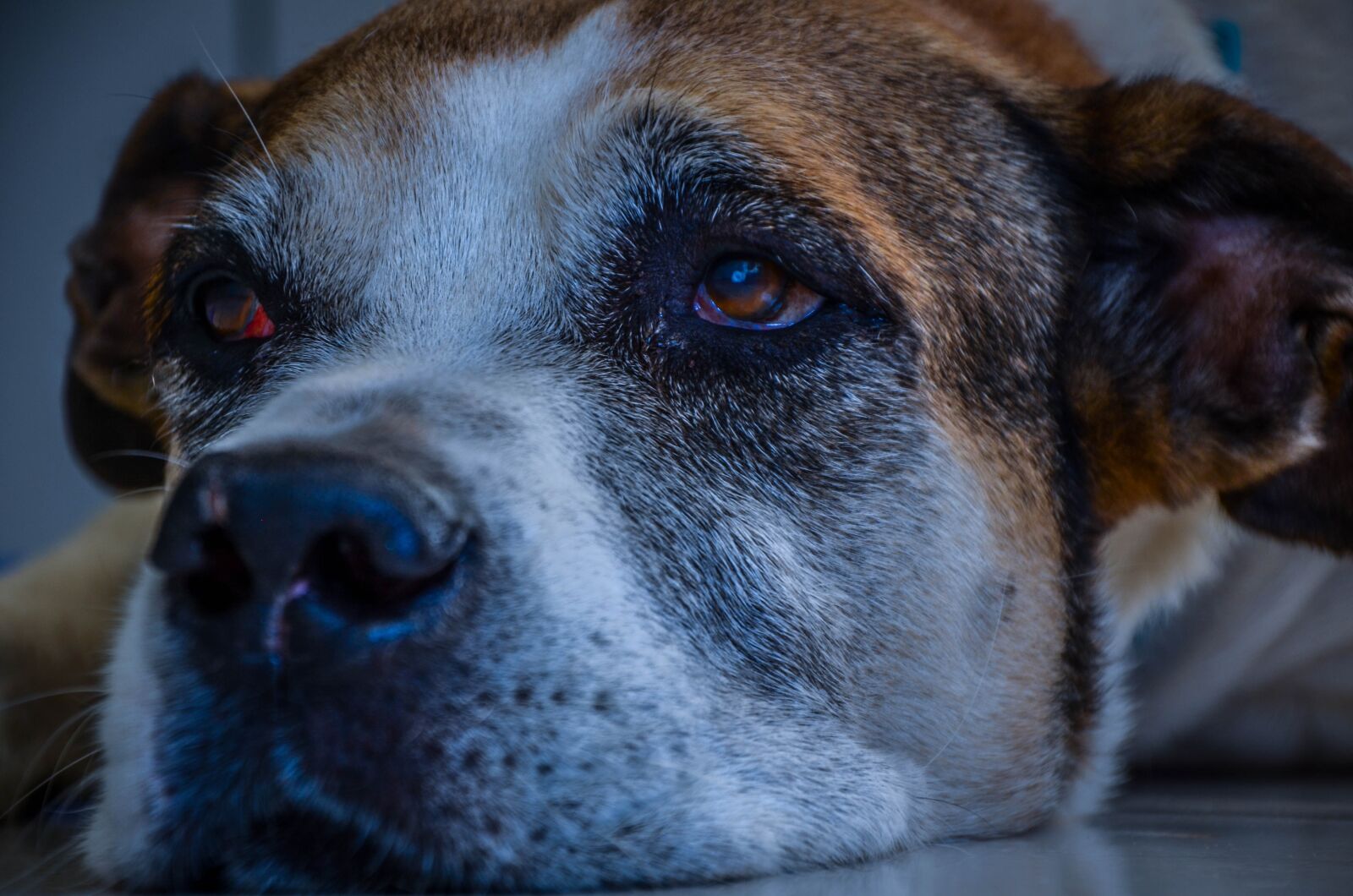 Nikon D7000 sample photo. Dog, animal, pet photography