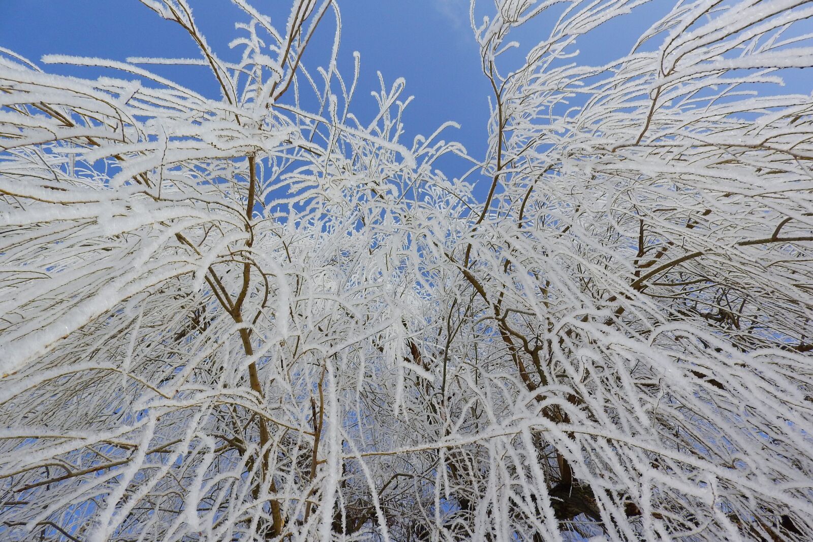 Nikon Coolpix P610 sample photo. Frost, icing, the branches photography