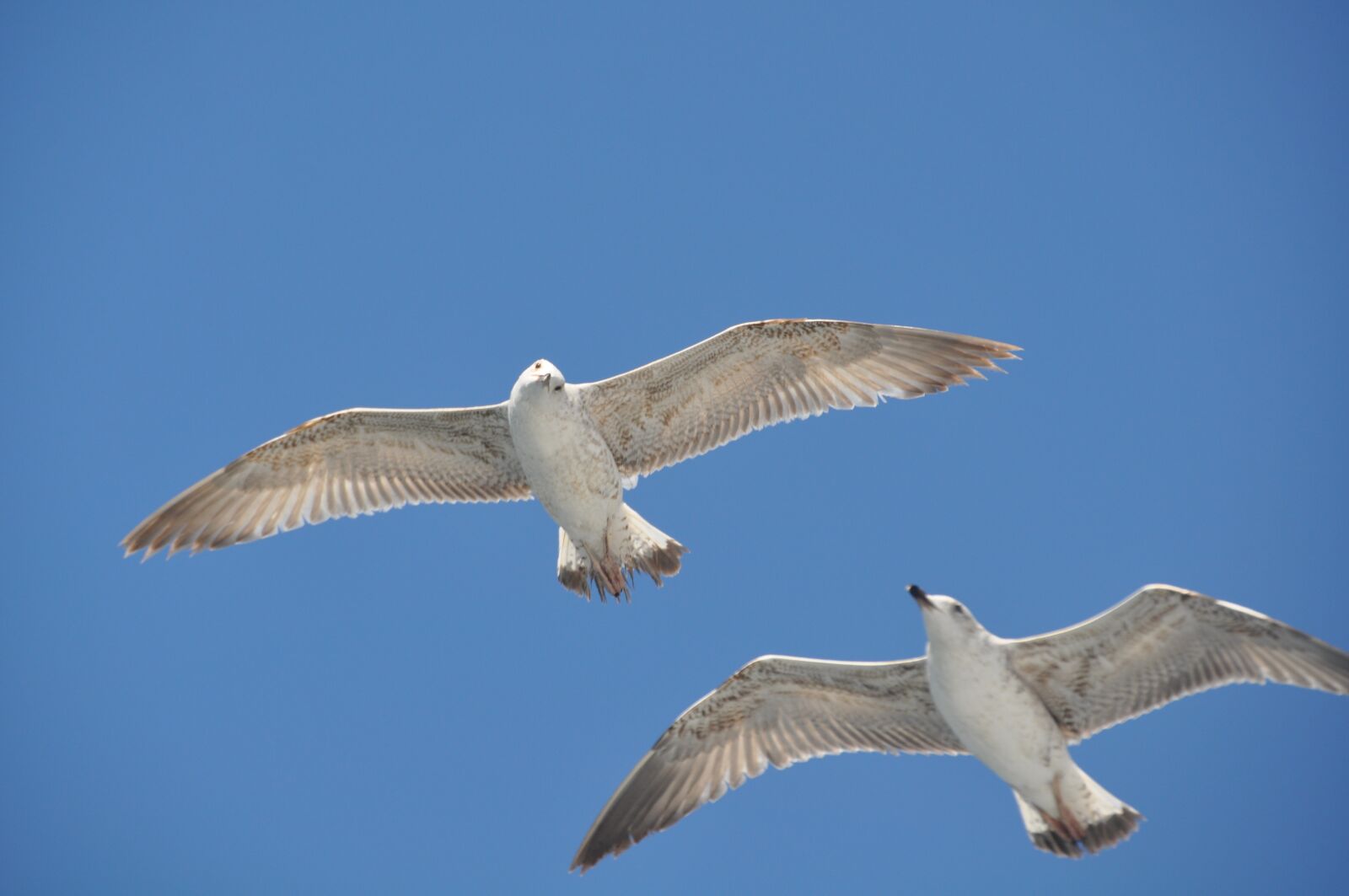 Nikon D90 sample photo. Birds, garlic, freedom photography