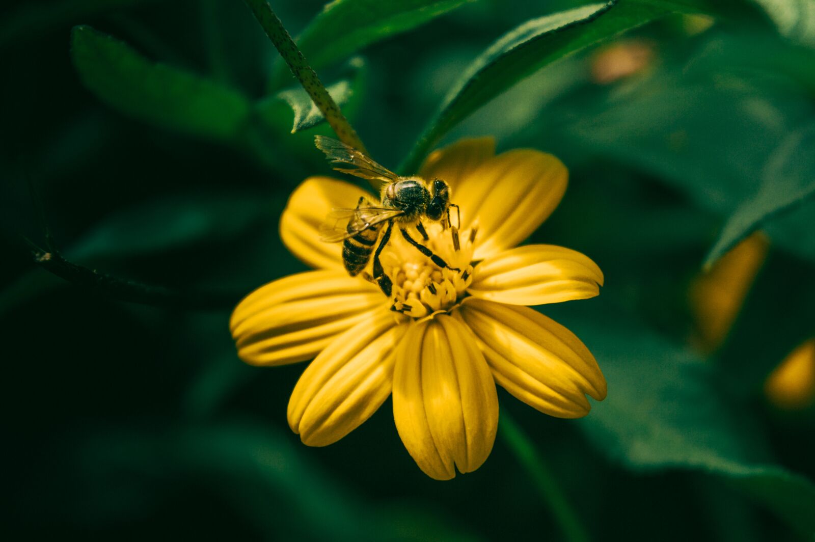 Nikon D3200 sample photo. Insect, nature, bee photography
