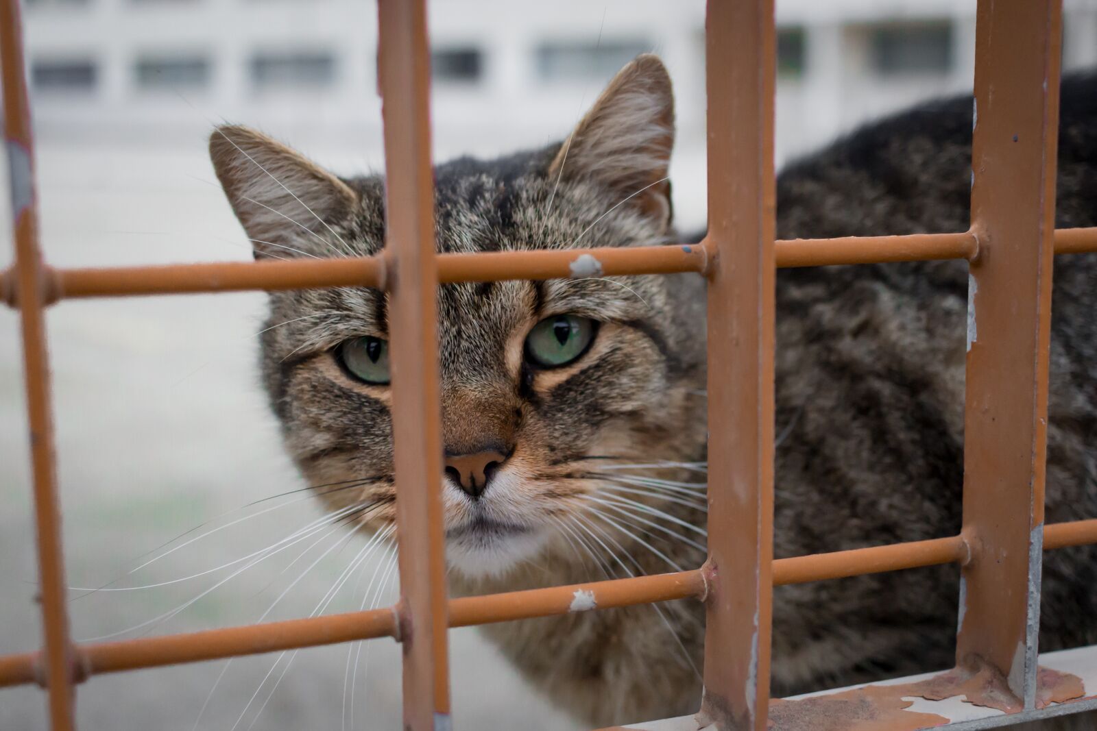 Canon EOS 600D (Rebel EOS T3i / EOS Kiss X5) + Canon EF-S 24mm F2.8 STM sample photo. Cat, animal, tiger photography
