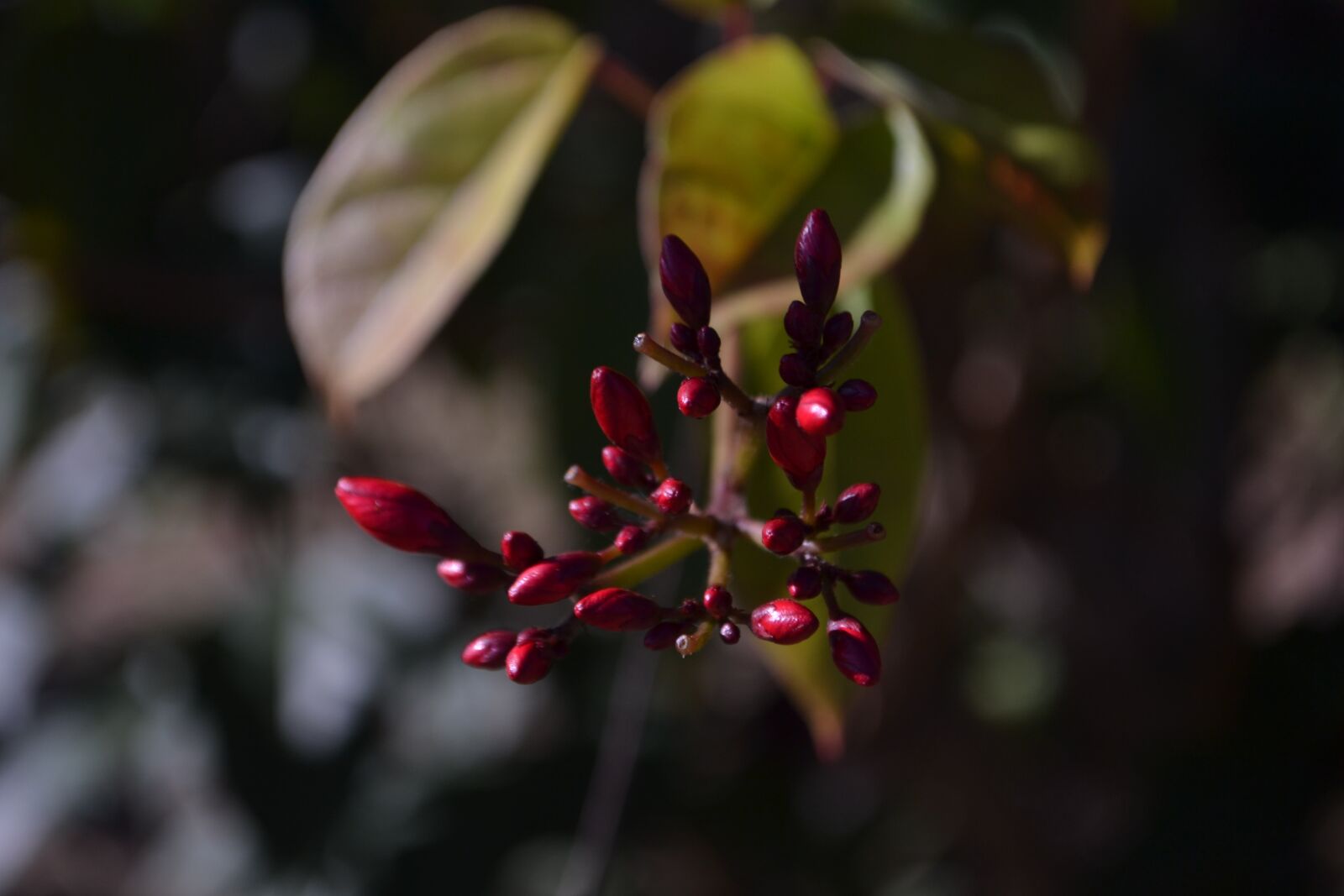 Nikon D3100 sample photo. The bud of the photography