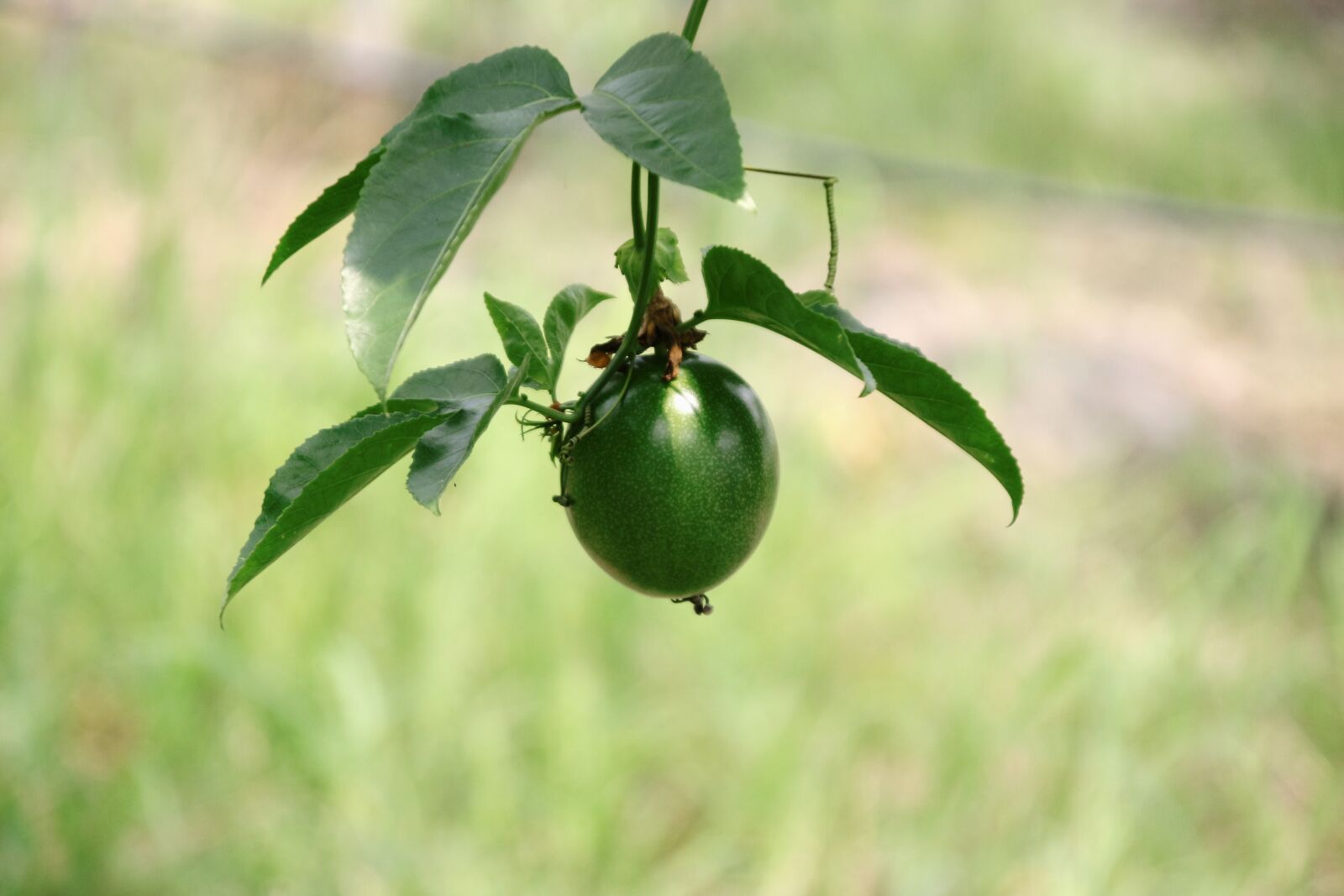 Canon EOS 700D (EOS Rebel T5i / EOS Kiss X7i) sample photo. Passion fruit, passionflower, passion photography