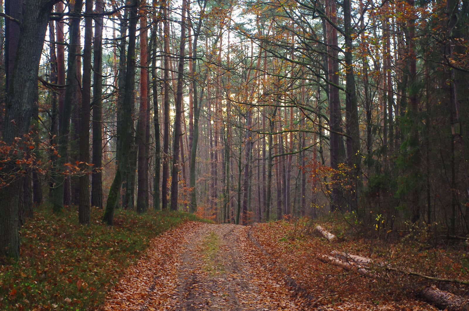 Pentax K-r sample photo. Forest, way, foliage photography
