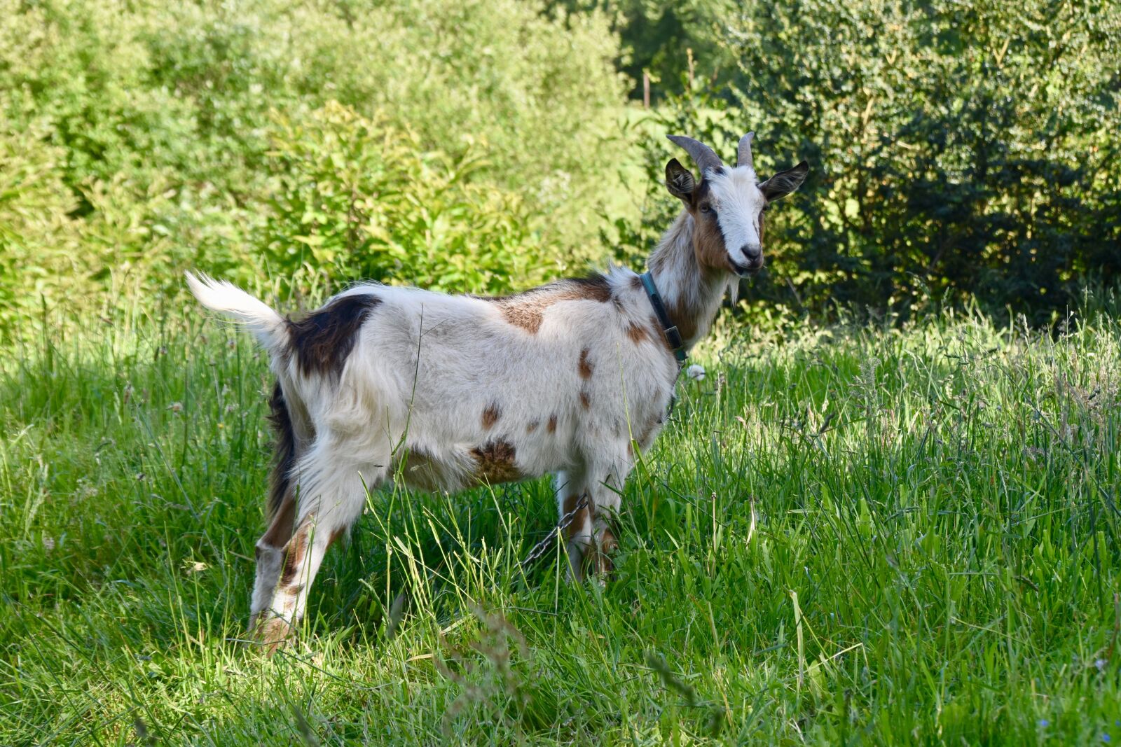 Nikon D5600 sample photo. Goat, goat horns, ruminants photography