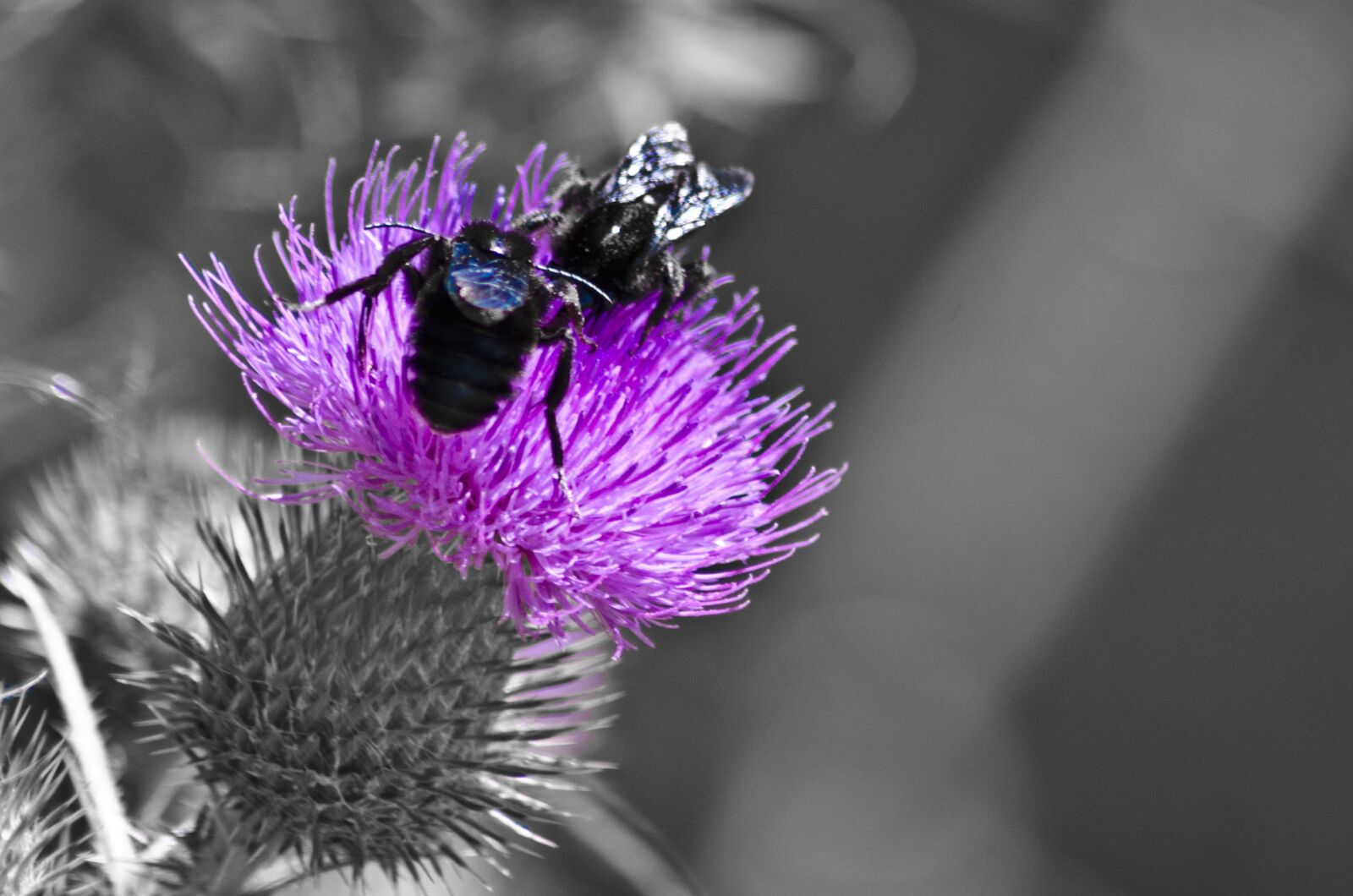 Nikon D7000 sample photo. Bees, flower, violet photography