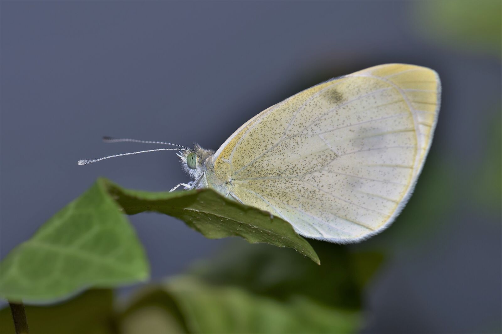 Nikon D5500 sample photo. Gonepteryx rhamni, butterfly, insect photography
